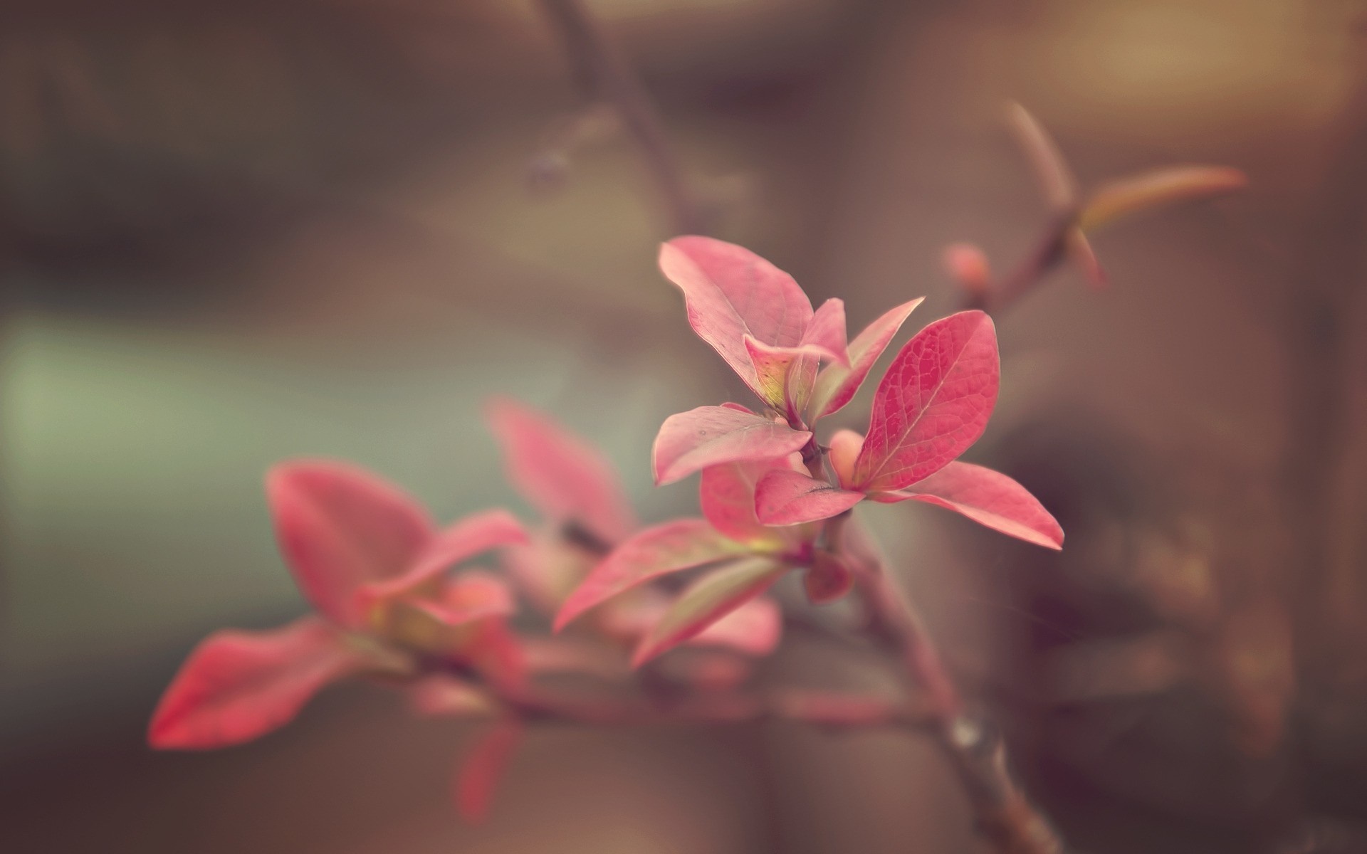 Close-up of pink leaves on a branch HD Wallpaper