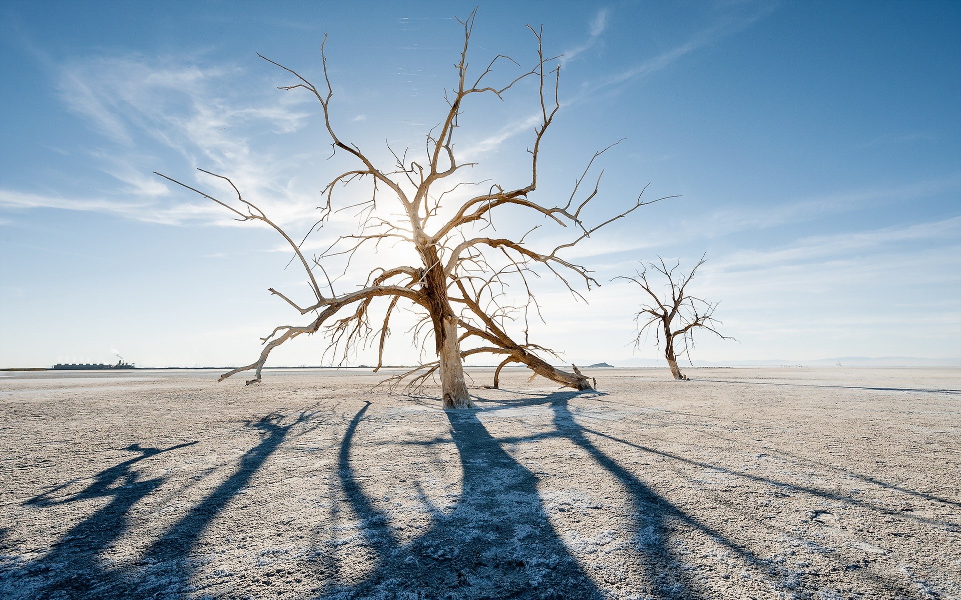 Dead trees in a barren landscape under a bright sky HD Wallpaper