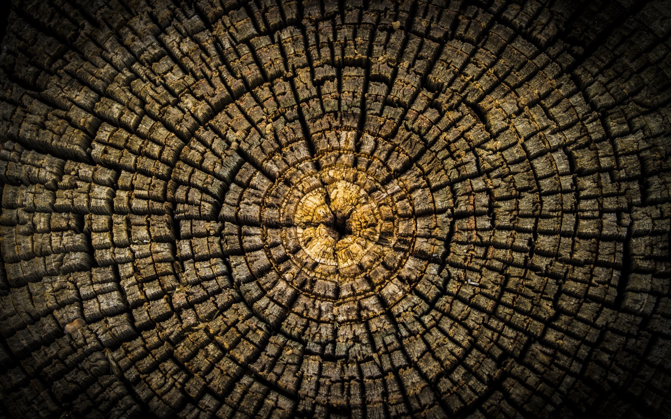 Close-up of a weathered tree stump with visible growth rings HD Wallpaper