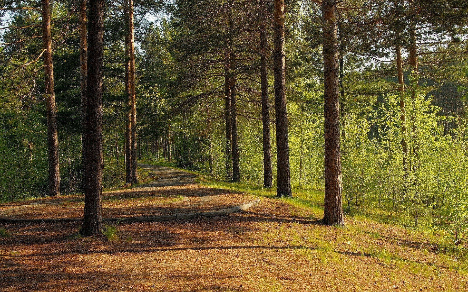 A paved path winds through a sunlit pine forest. HD Wallpaper