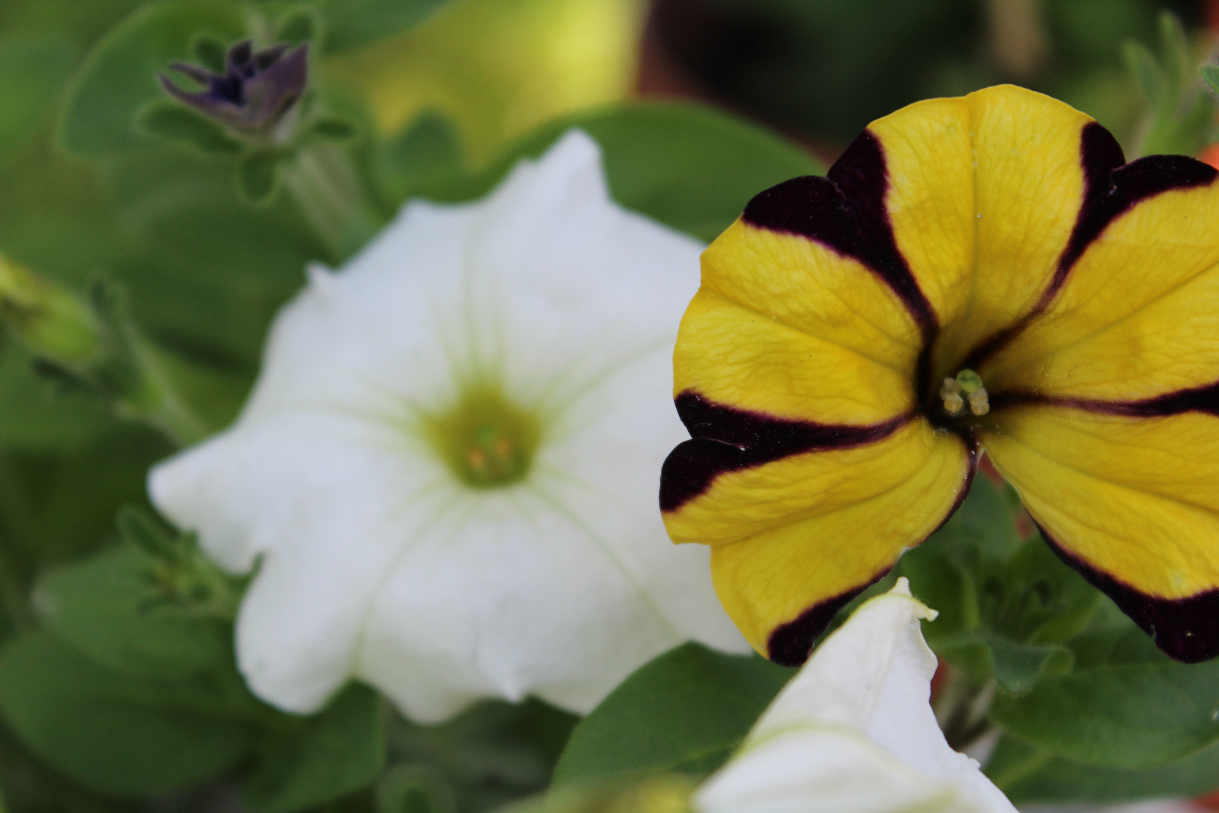Yellow and white petunias with purple buds HD Wallpaper