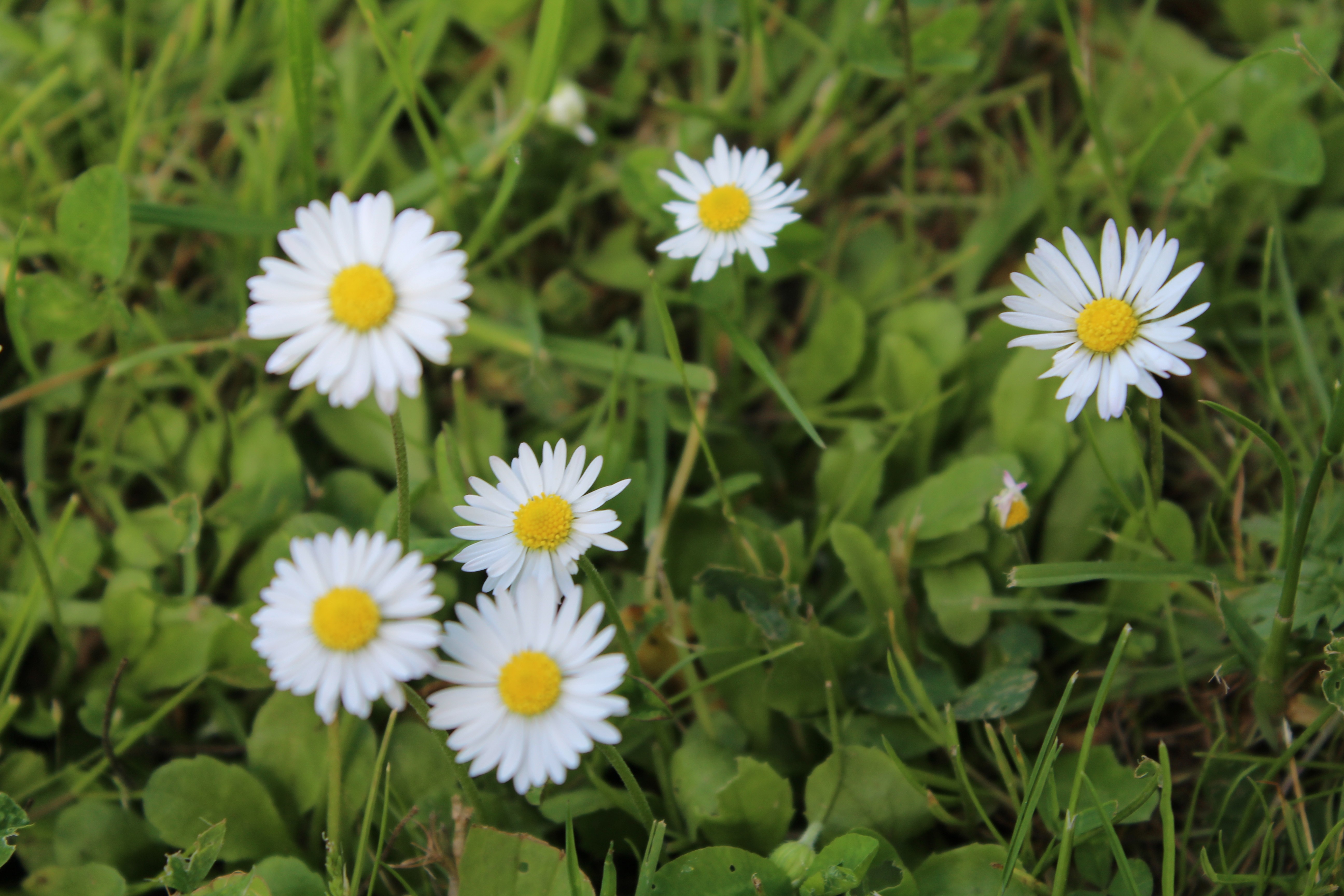 Delicate White Daisies in a Lush Green Meadow HD Wallpaper