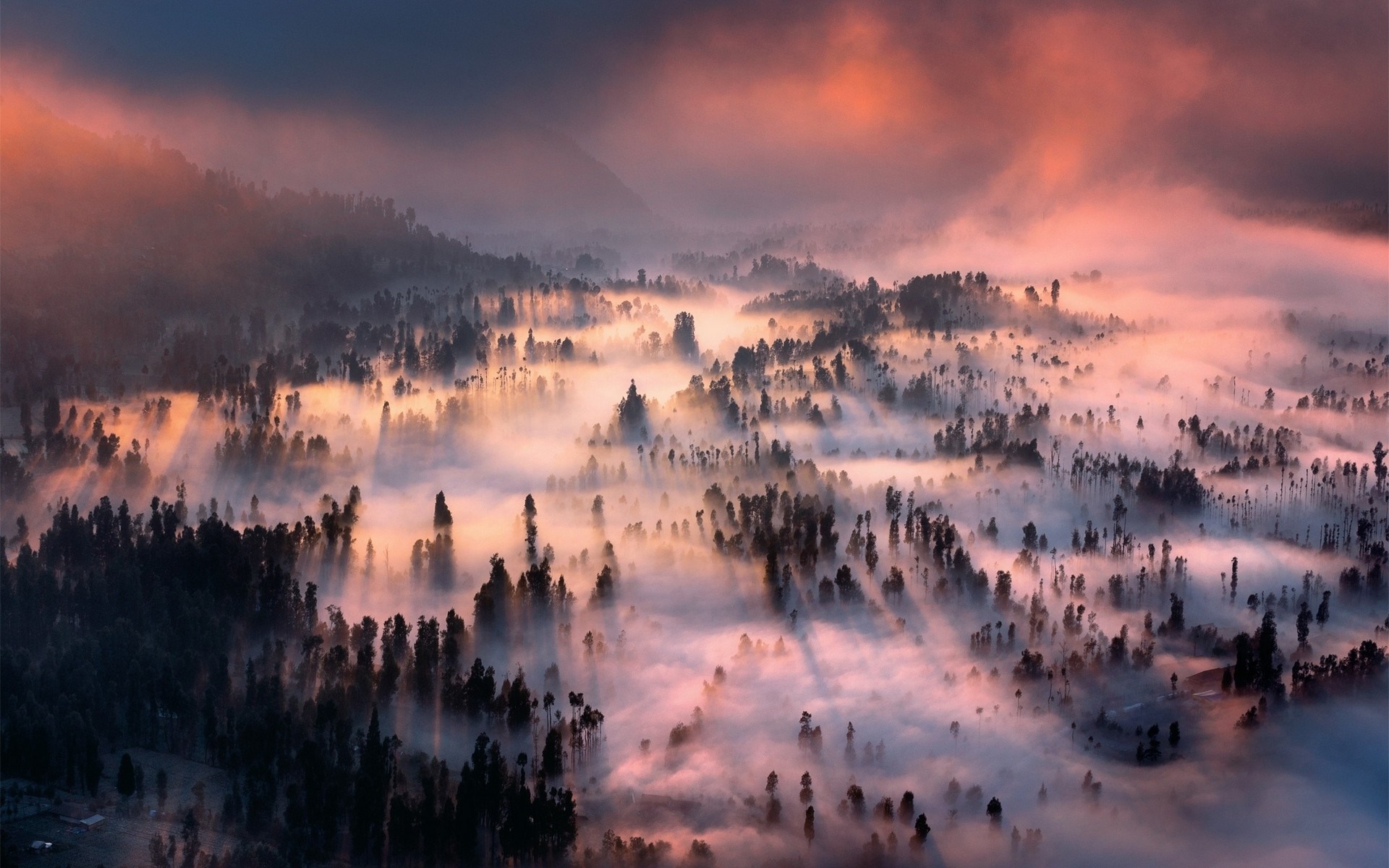 Misty forest valley at sunrise with sunbeams HD Wallpaper