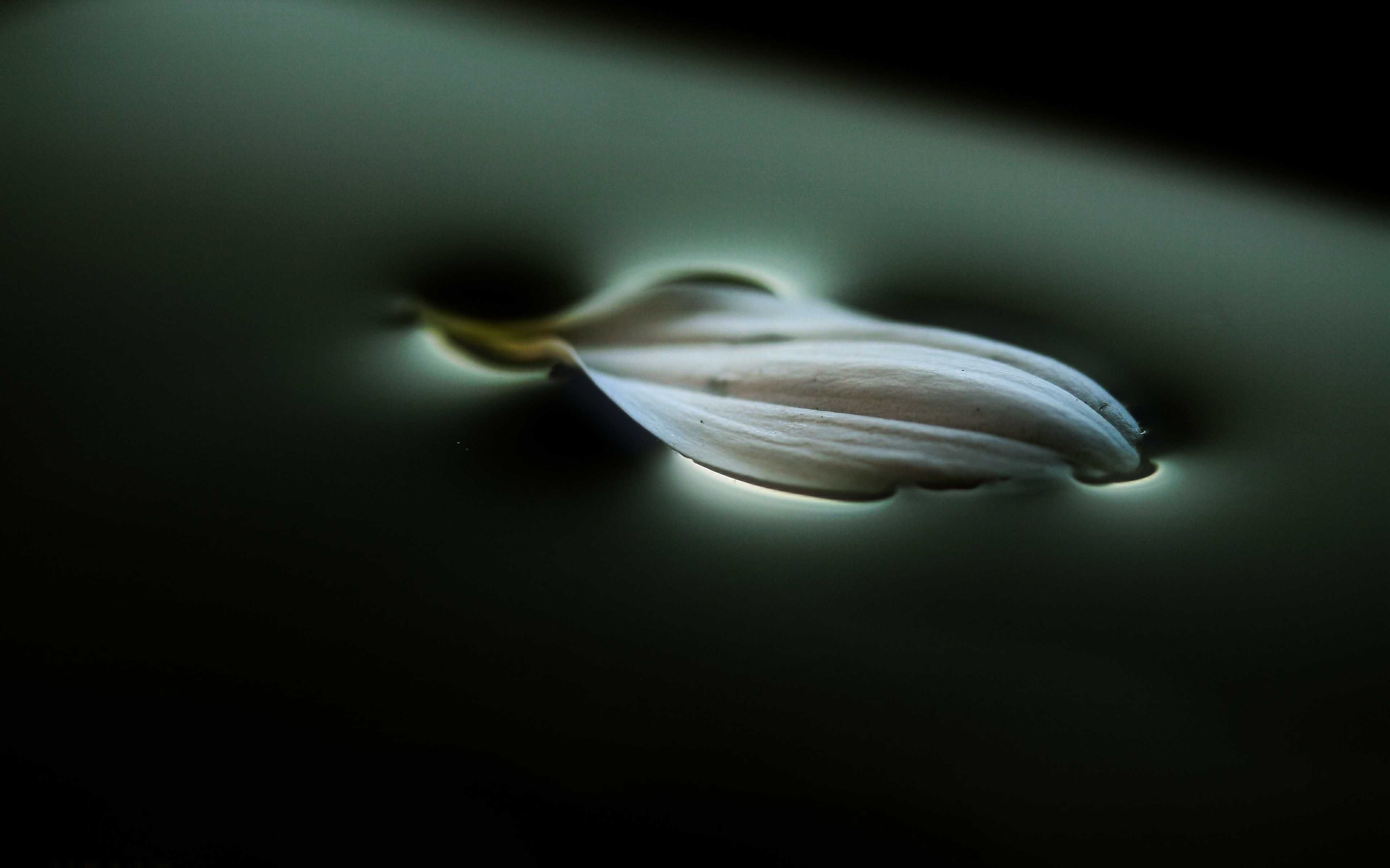 A single white petal floating on dark water HD Wallpaper