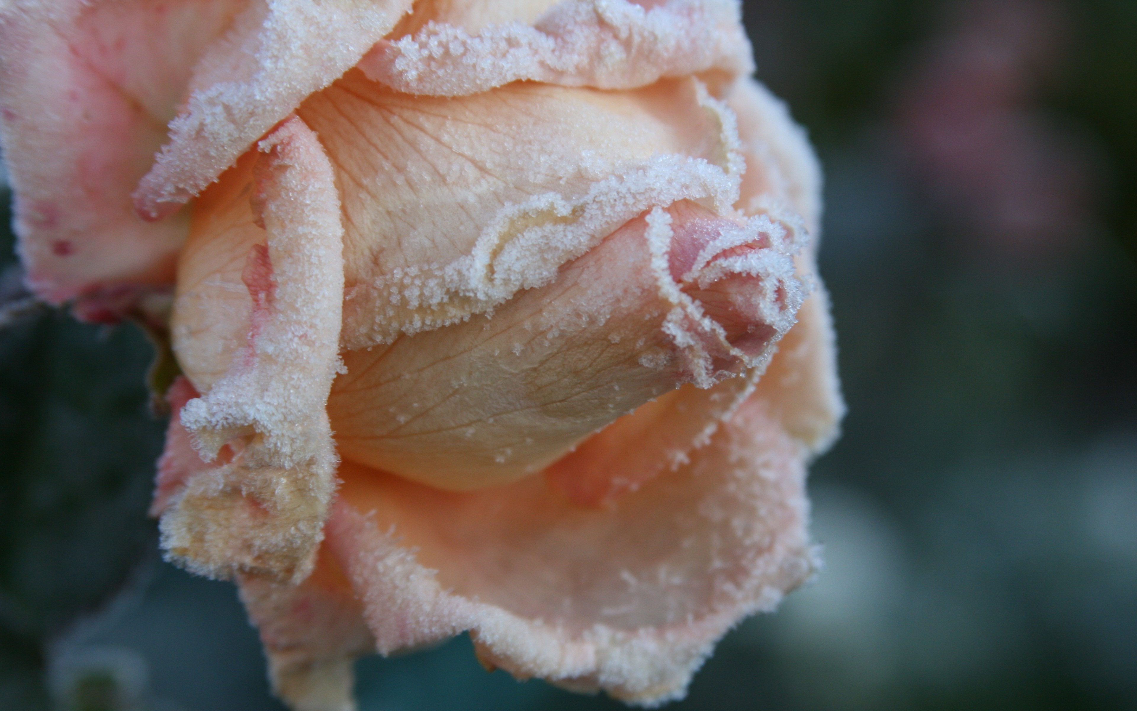 Close-up of a frosted pink rose in macro photography HD Wallpaper