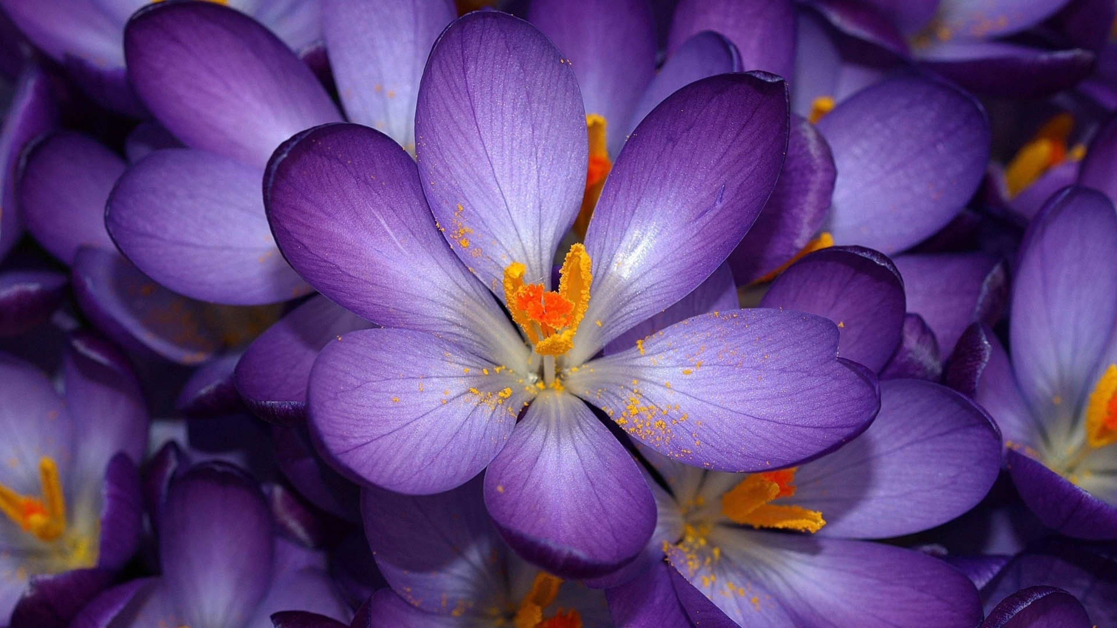 Close up of purple crocus flowers with yellow stamens HD Wallpaper