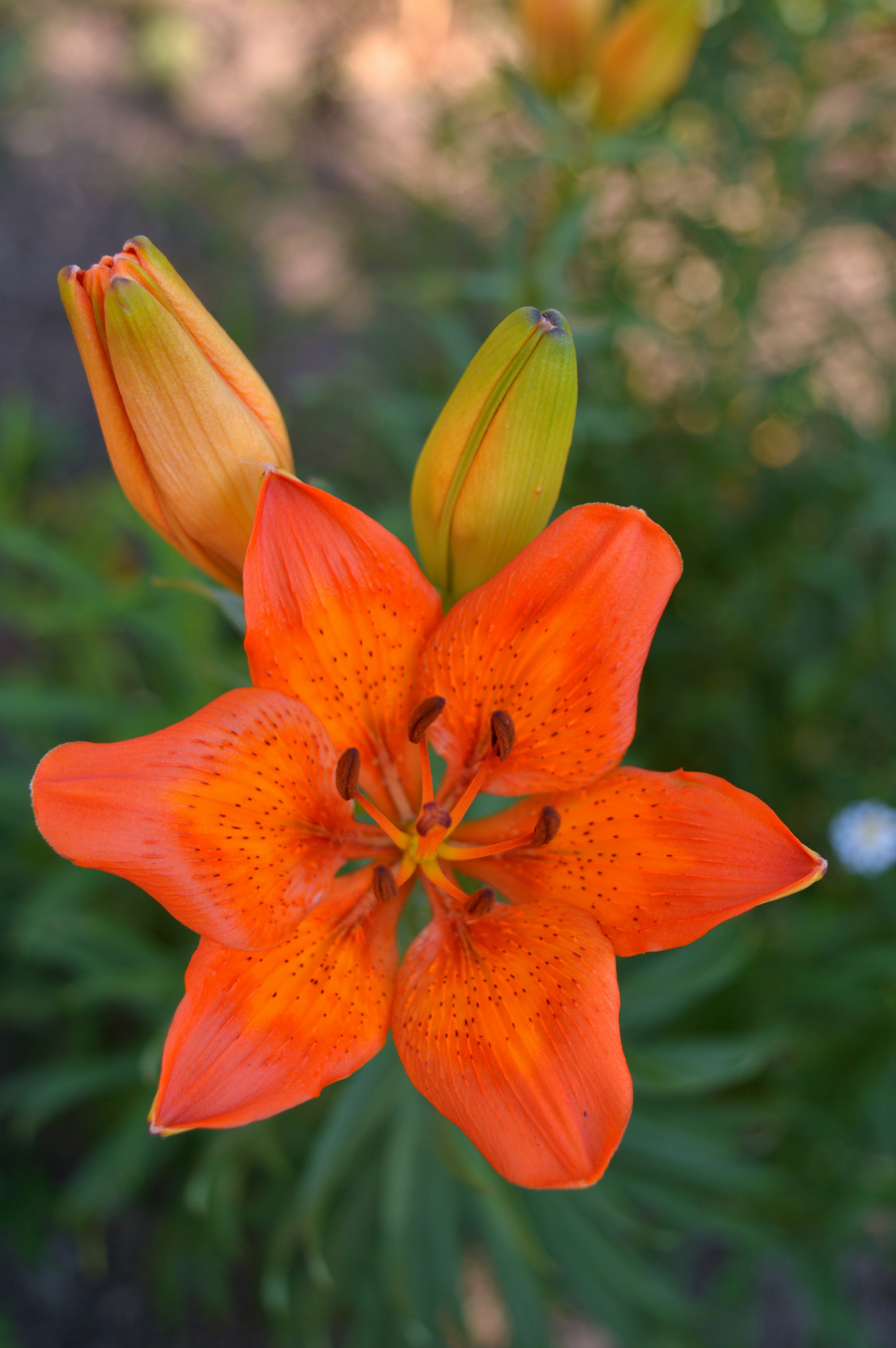 Vibrant Orange Lily in Bloom HD Wallpaper