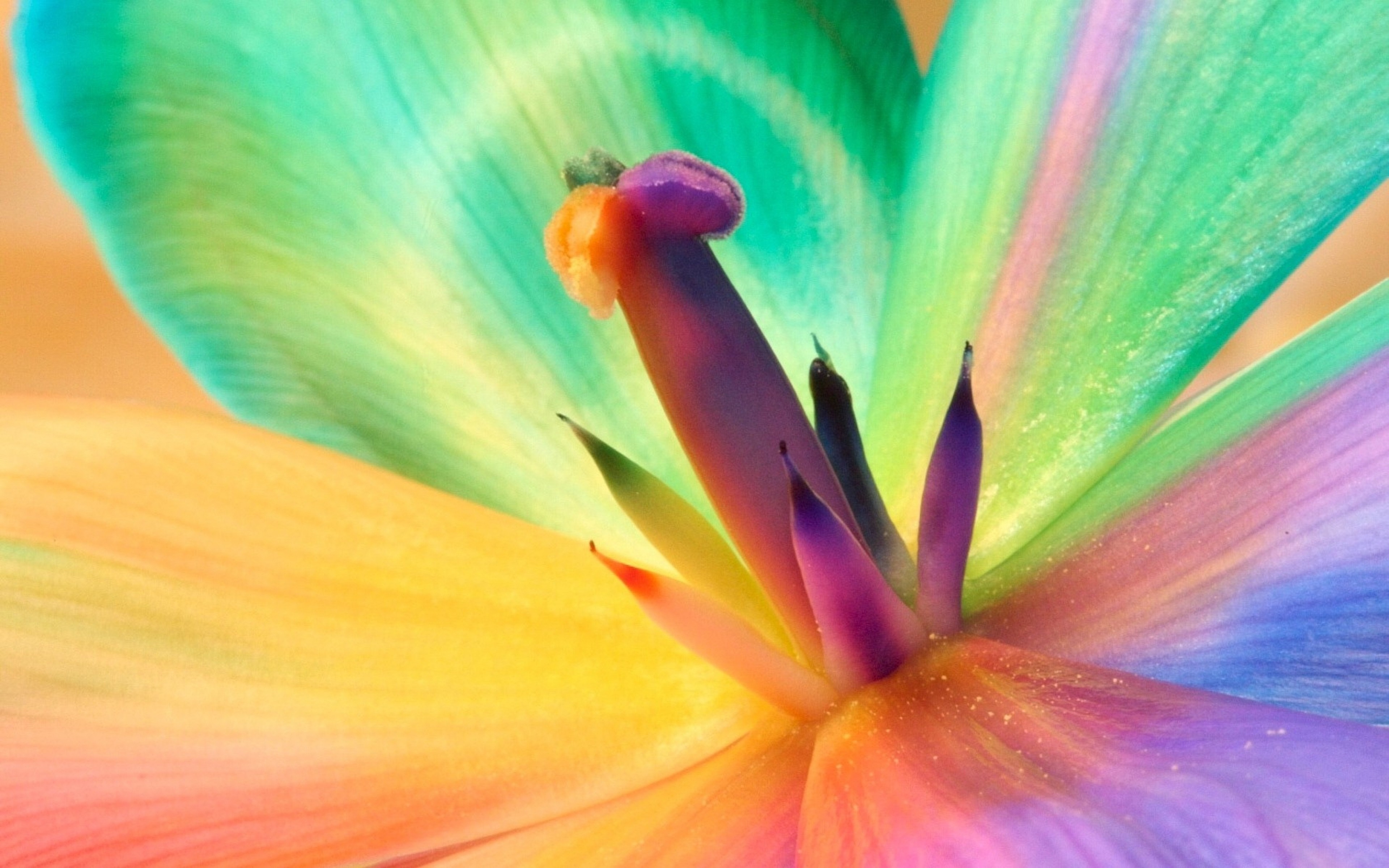 Close up of a rainbow colored flower petal and stamen HD Wallpaper
