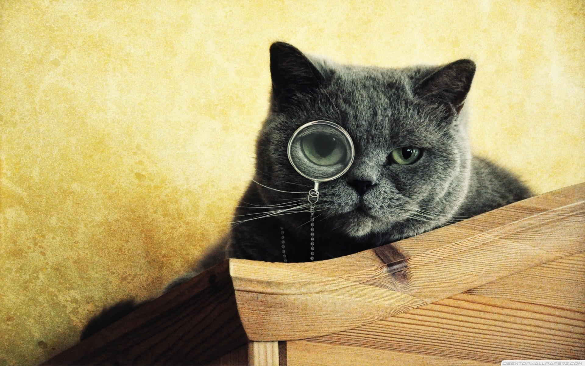 British Shorthair cat with monocle HD Wallpaper