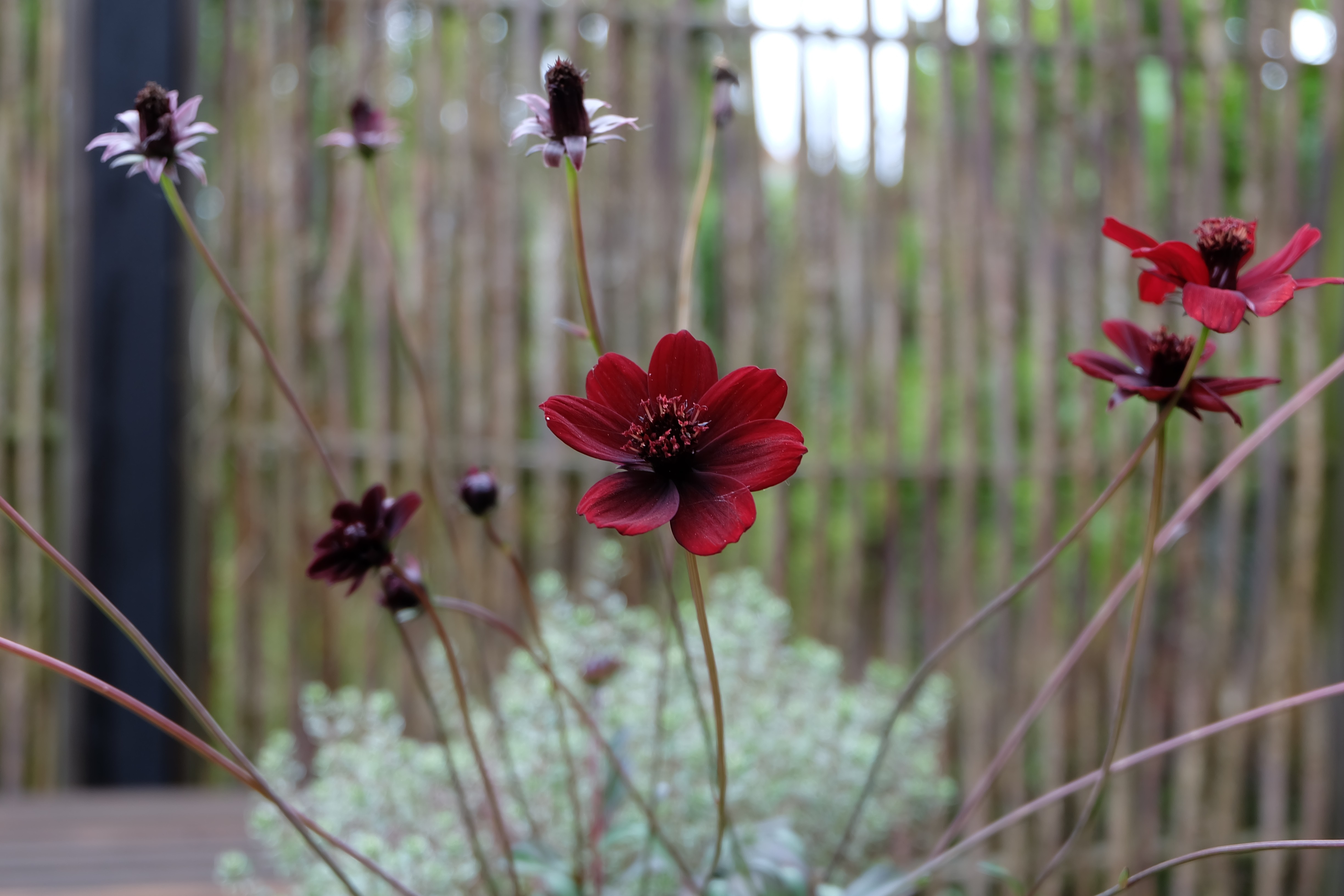 Dark red cosmos flowers with a bamboo fence background HD Wallpaper