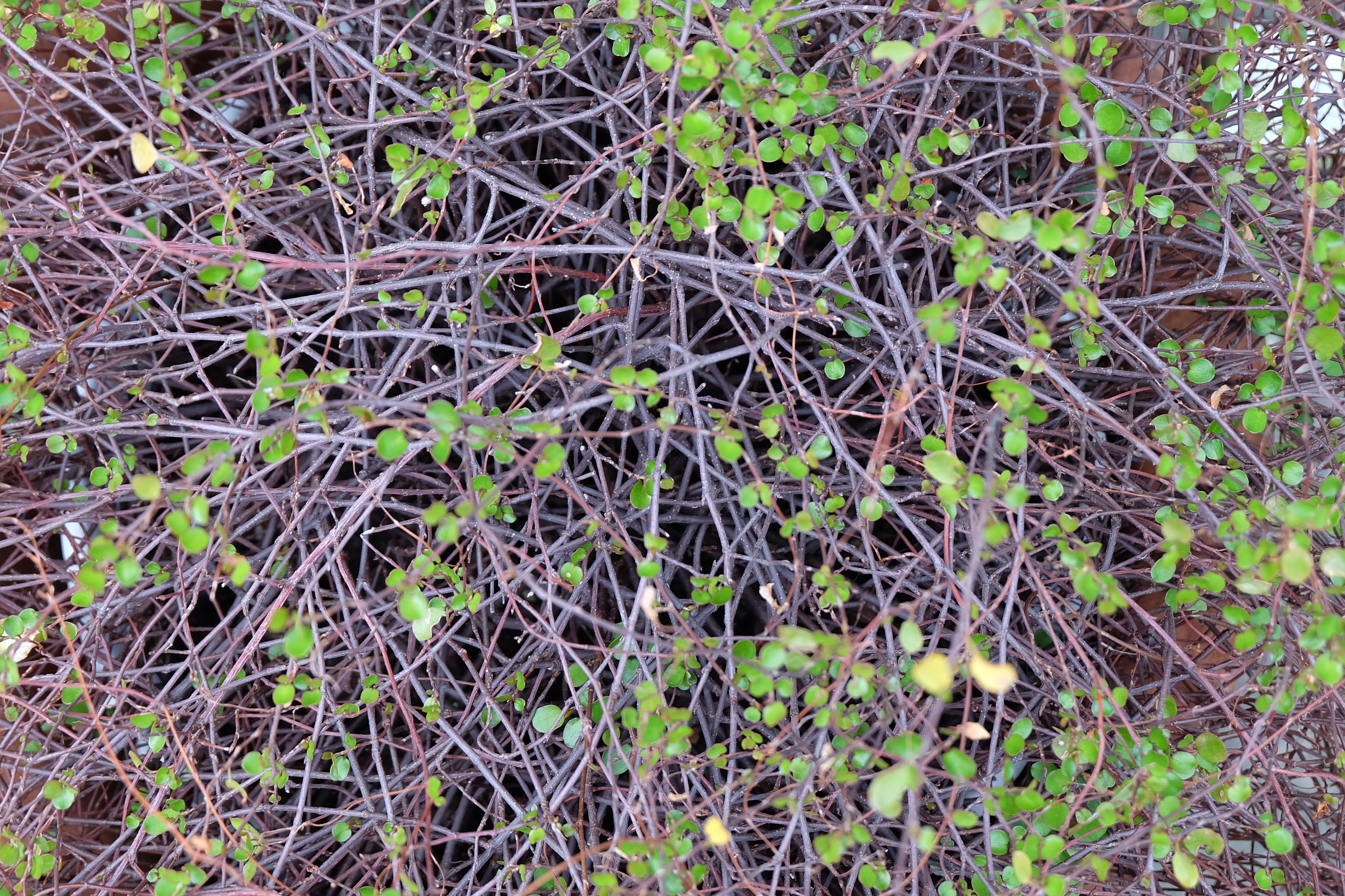 Dense tangle of thin brown branches with small green leaves HD Wallpaper