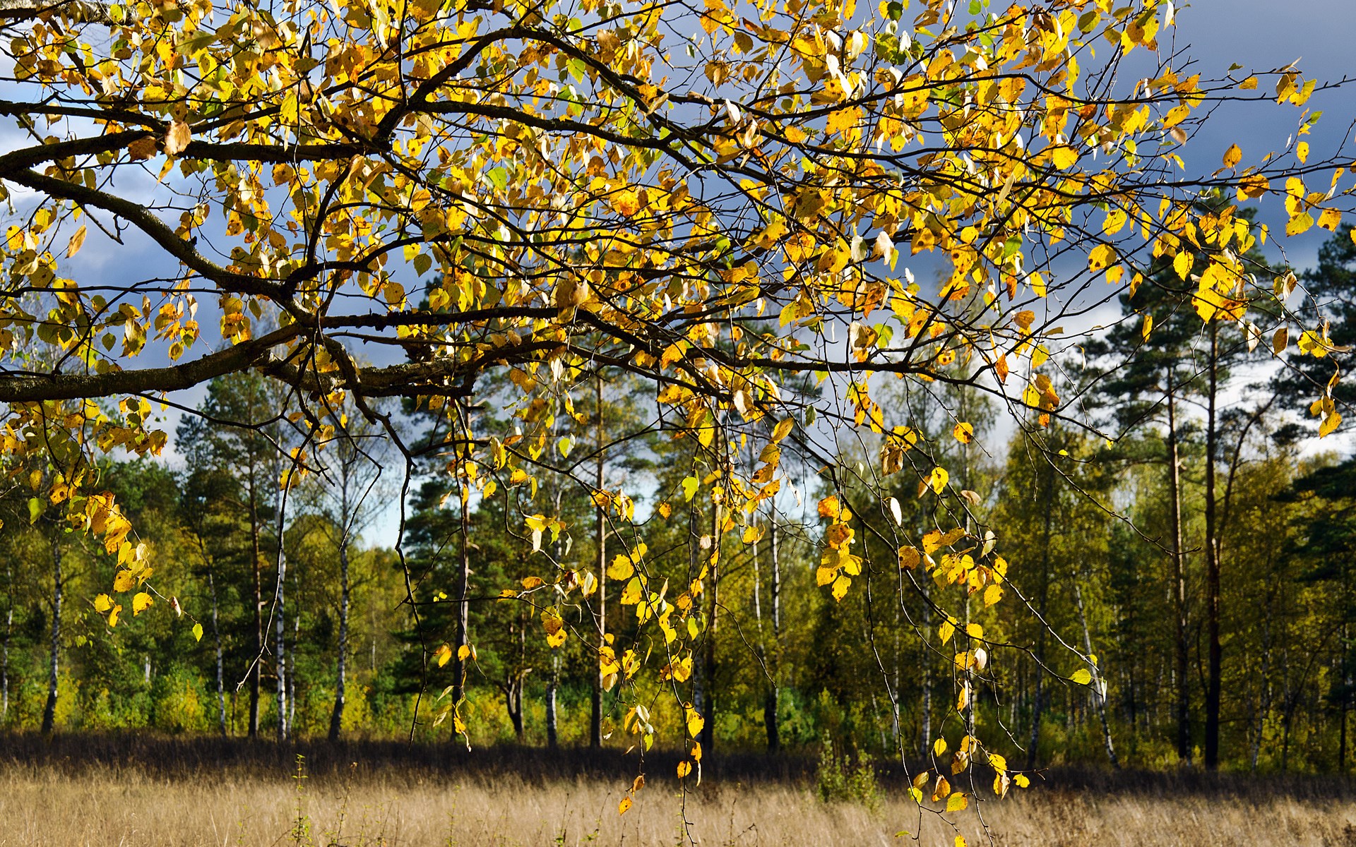 Autumn tree branches with yellow leaves over a forest HD Wallpaper