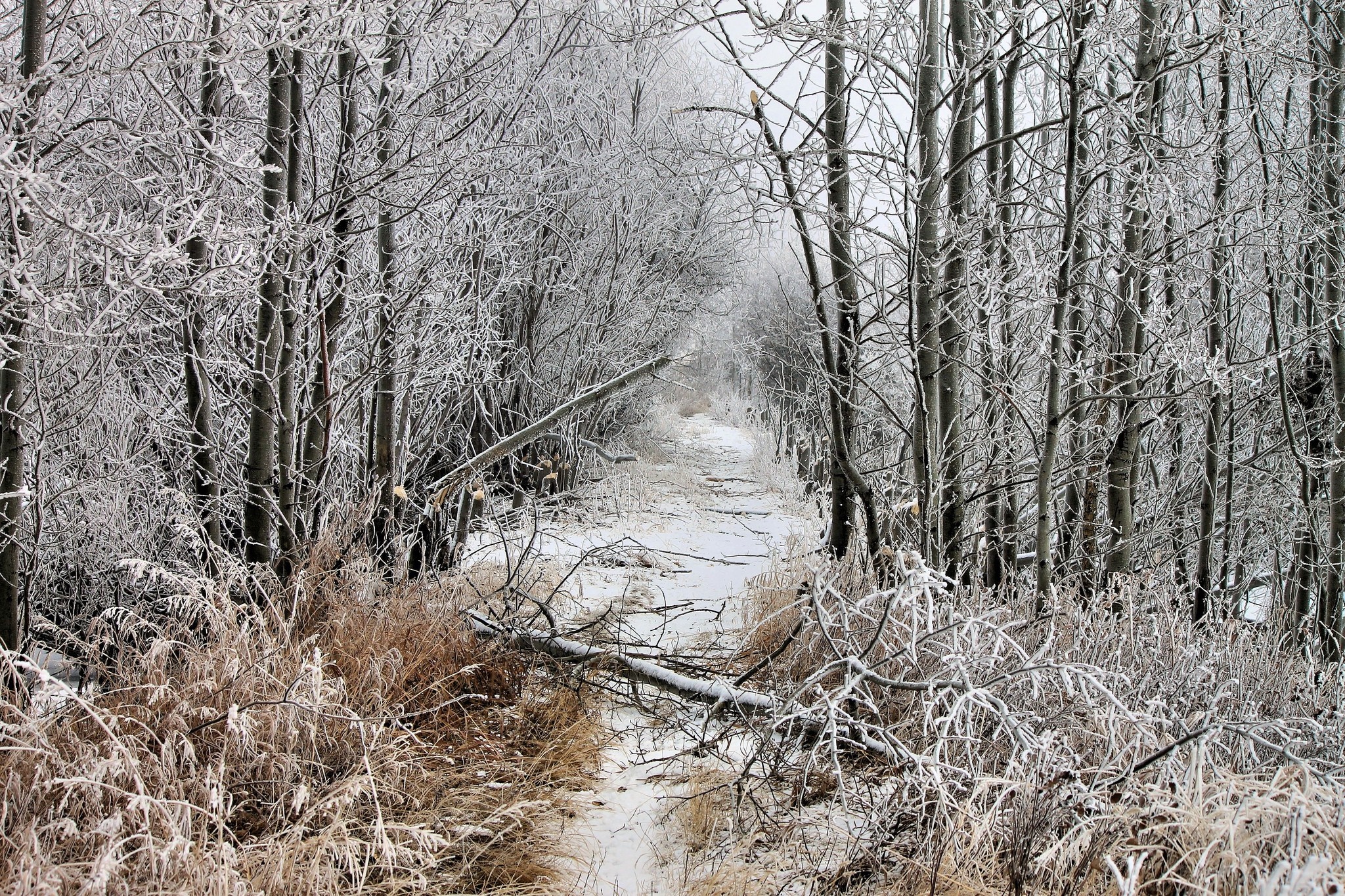 Winter forest path covered in snow and frost HD Wallpaper