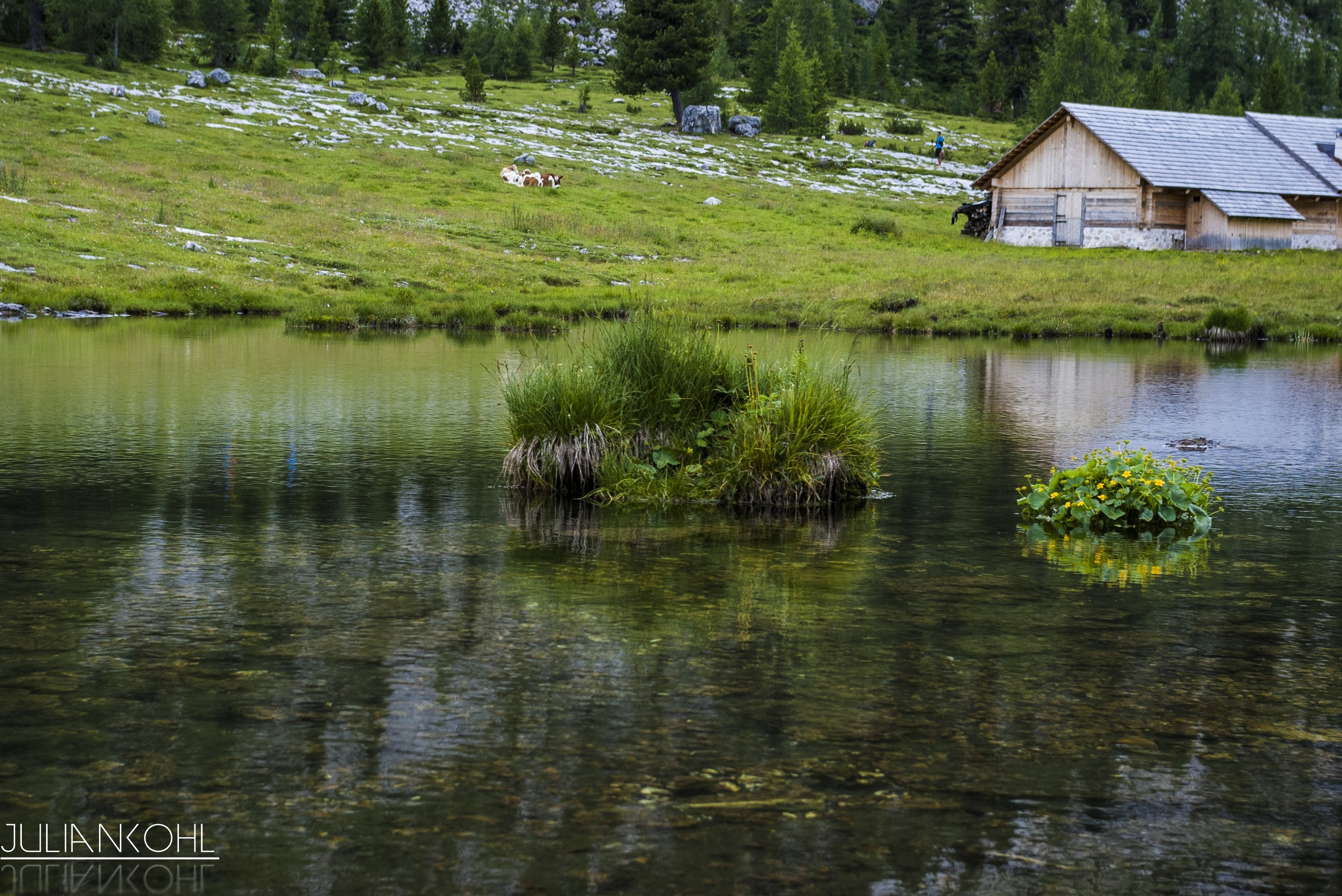 Lake with a wooden cabin and cows on a grassy hill HD Wallpaper