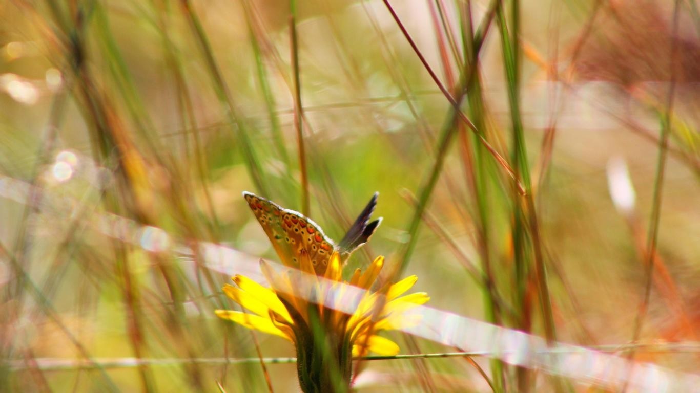 Butterfly on a yellow flower with grass HD Wallpaper