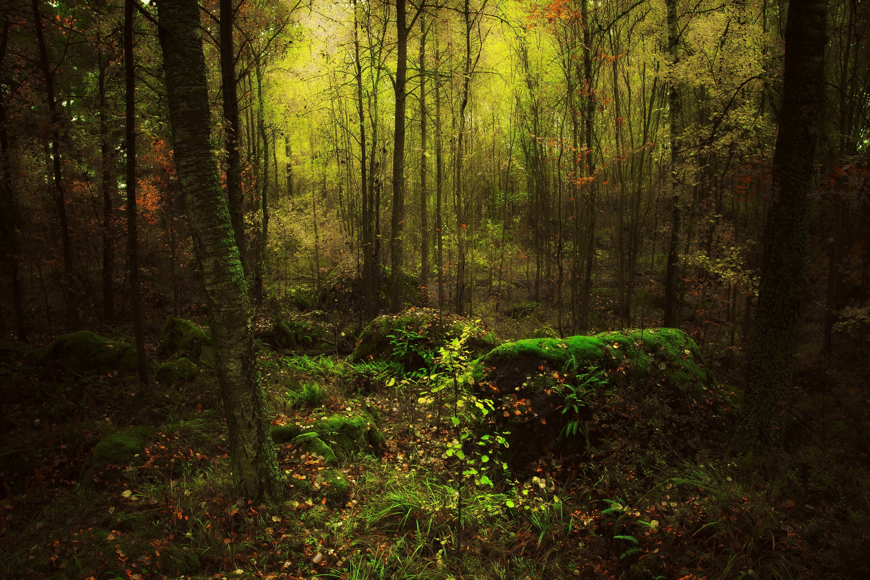 Sunlight filtering through trees in a forest HD Wallpaper