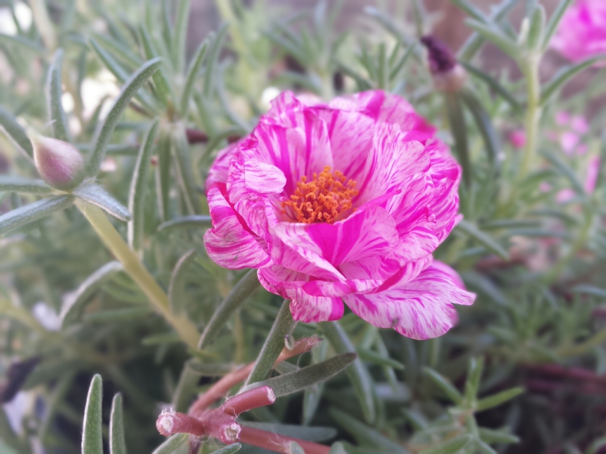 Pink and white striped flower with green leaves HD Wallpaper