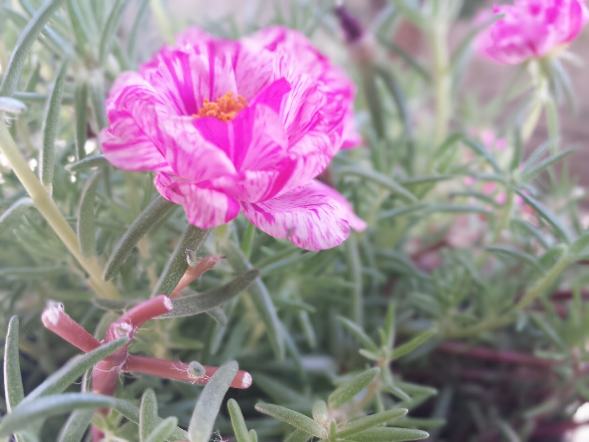 Pink and white striped flower with green foliage HD Wallpaper