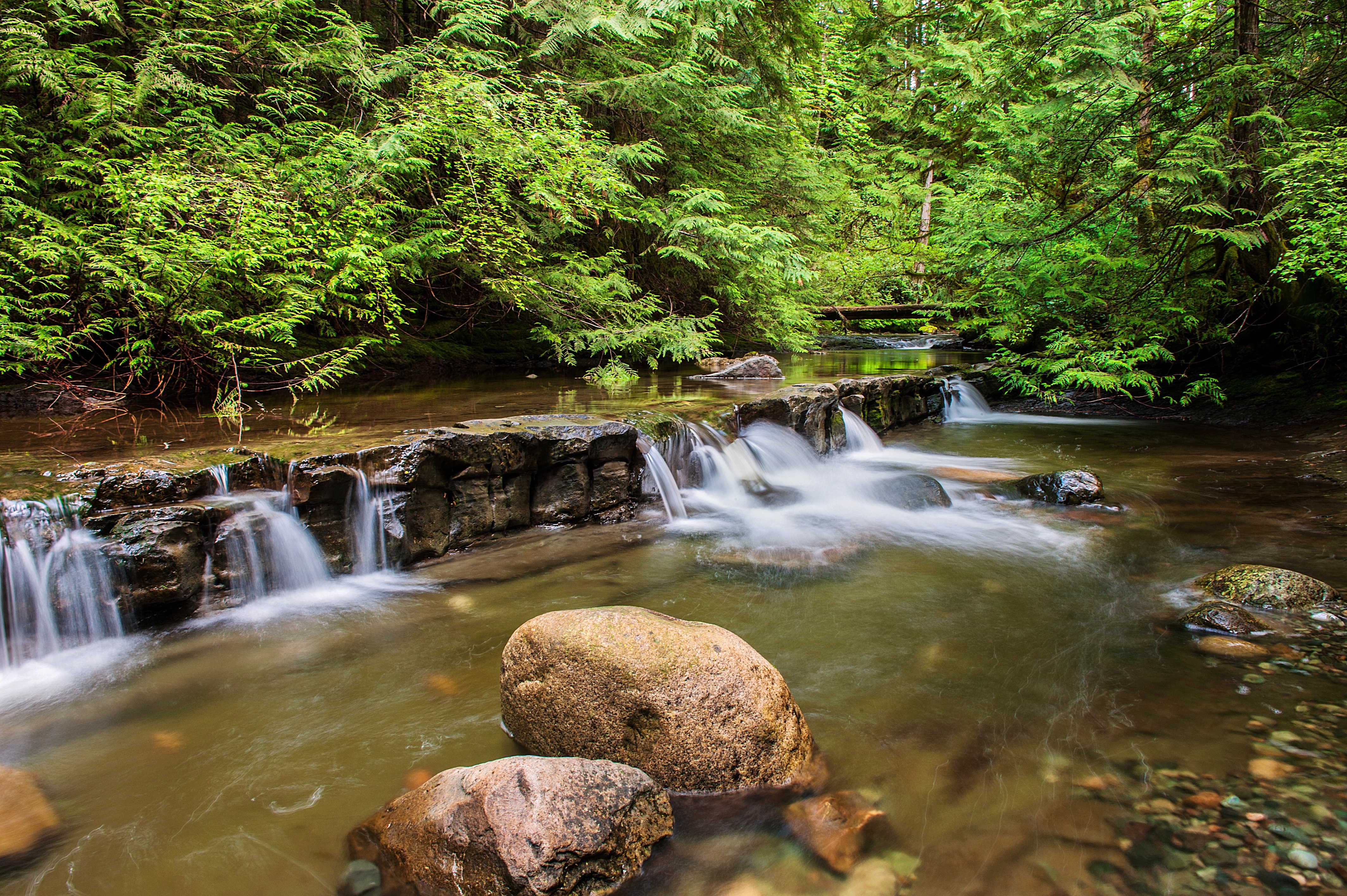 Forest stream with small waterfalls and rocks HD Wallpaper
