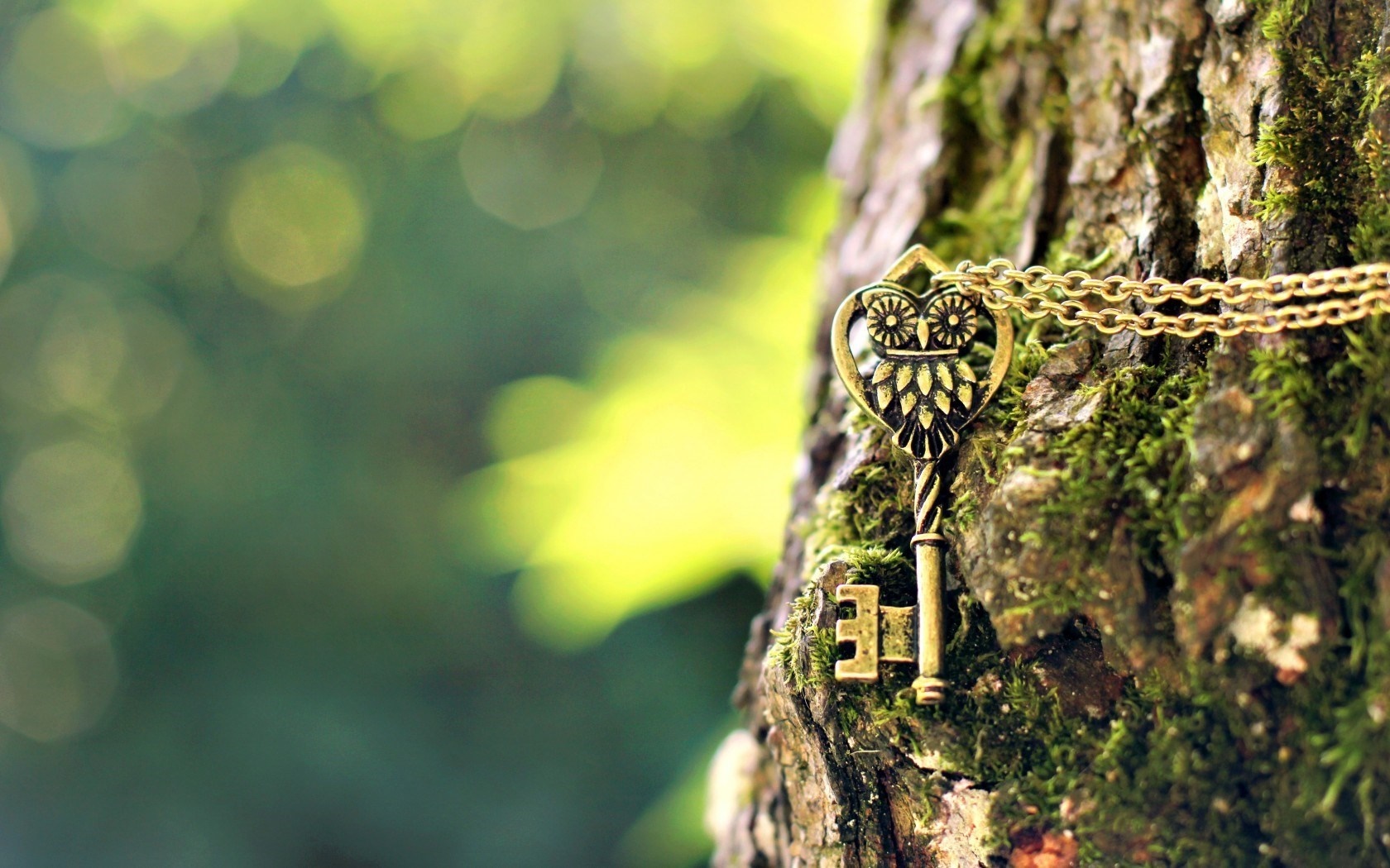 Golden owl key necklace on mossy tree bark HD Wallpaper