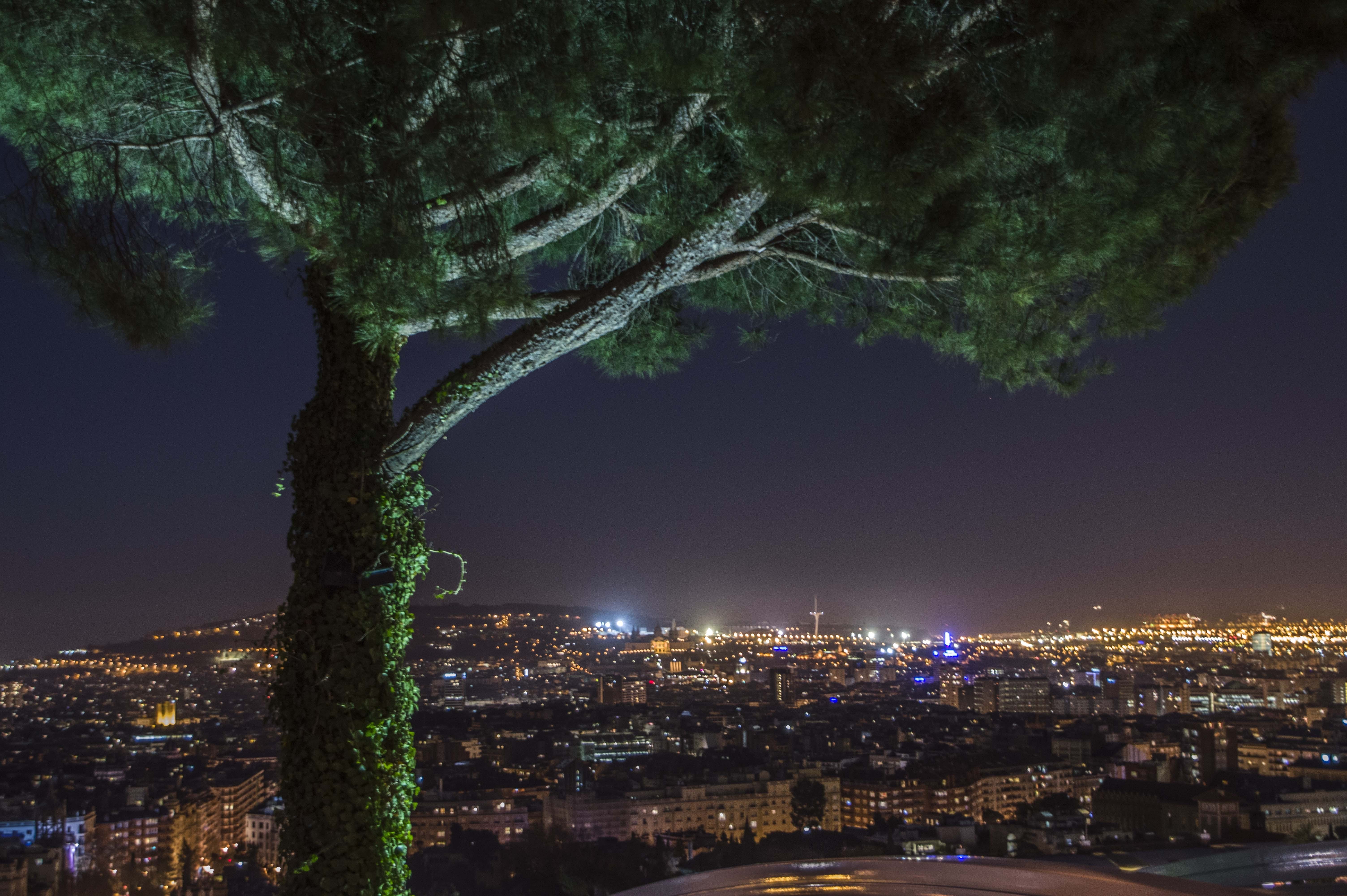 Cityscape at night with a tree in the foreground HD Wallpaper
