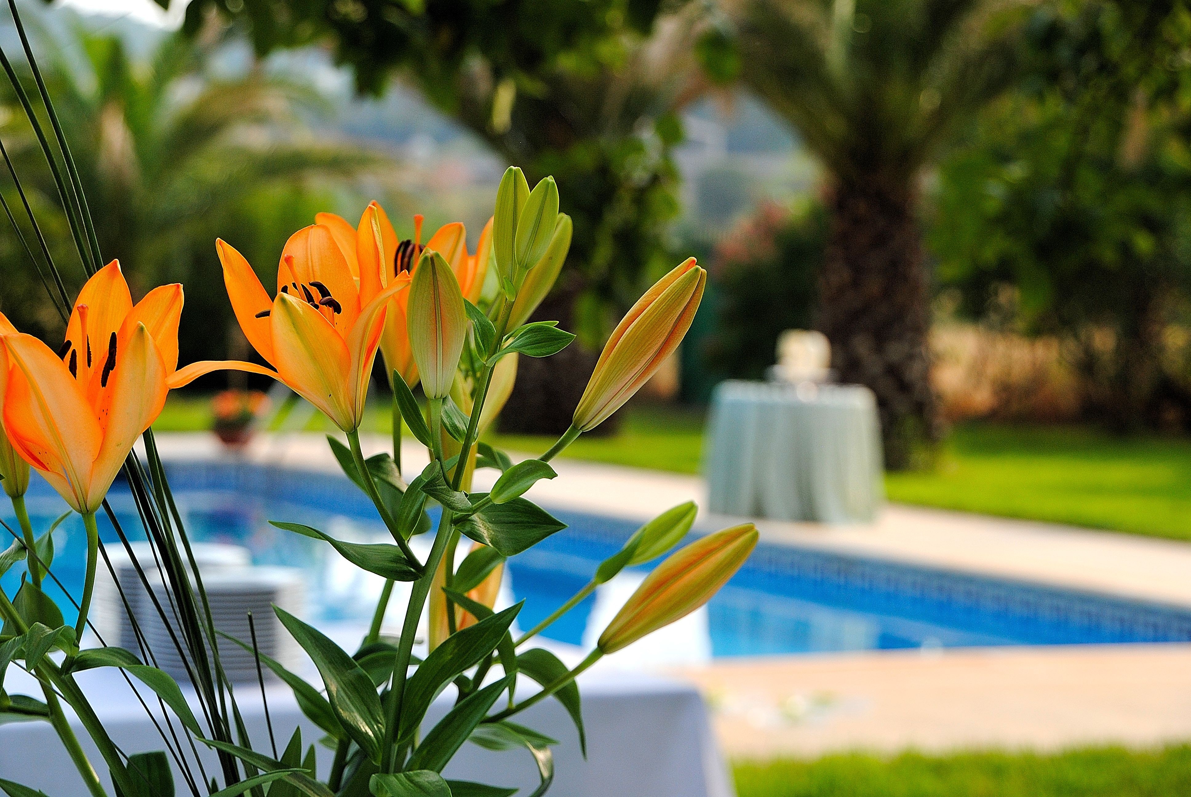 Orange lilies by a swimming pool in a garden HD Wallpaper