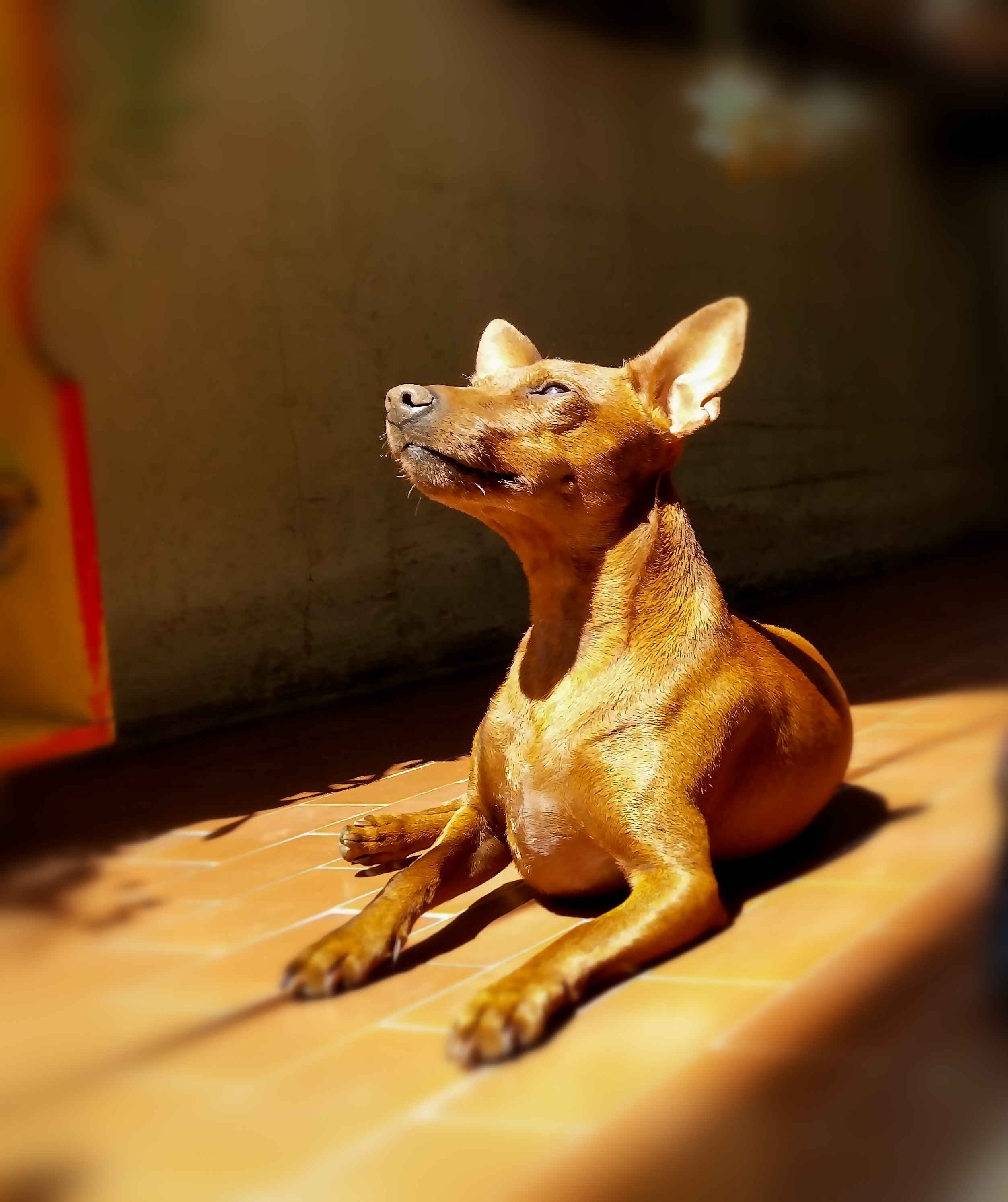A Miniature Pinscher dog basking in sunlight HD Wallpaper