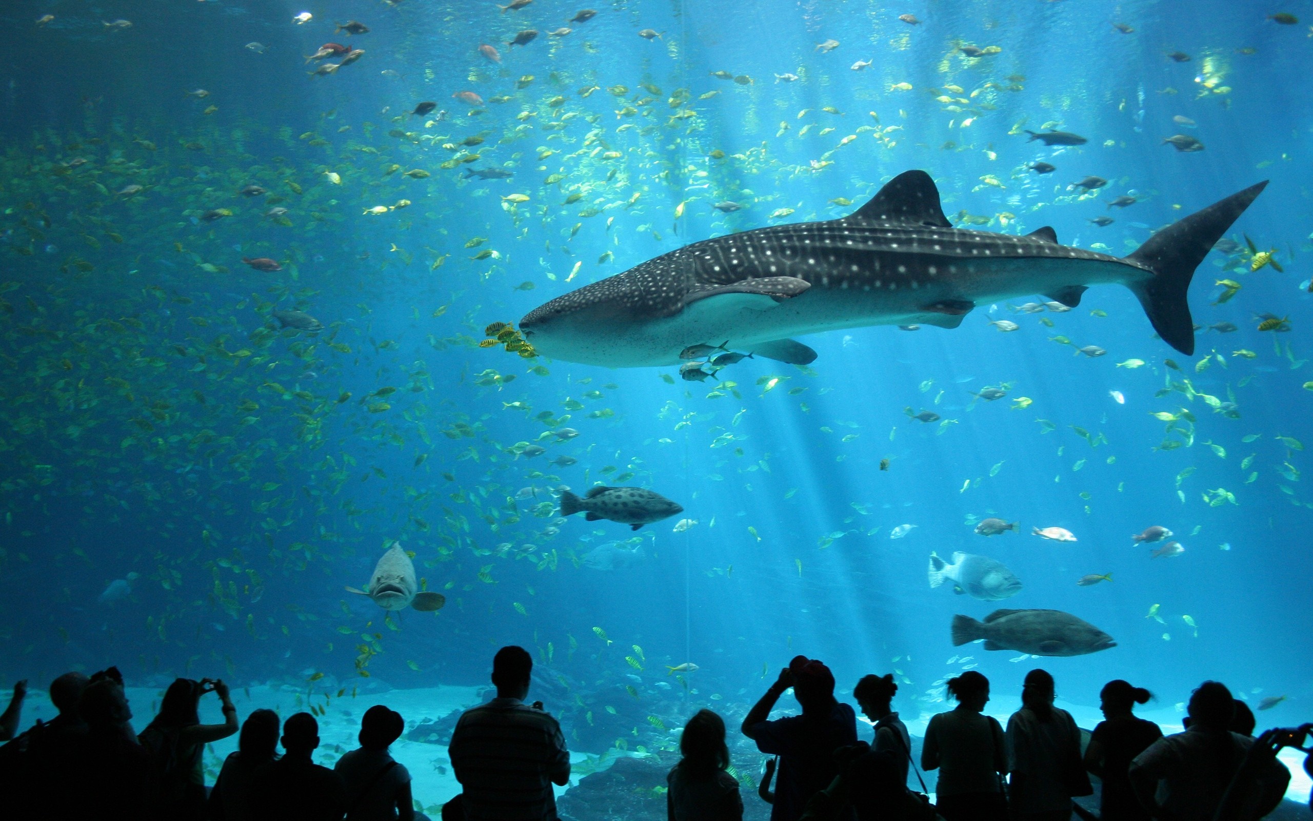 Whale shark swimming with fish in a large aquarium HD Wallpaper