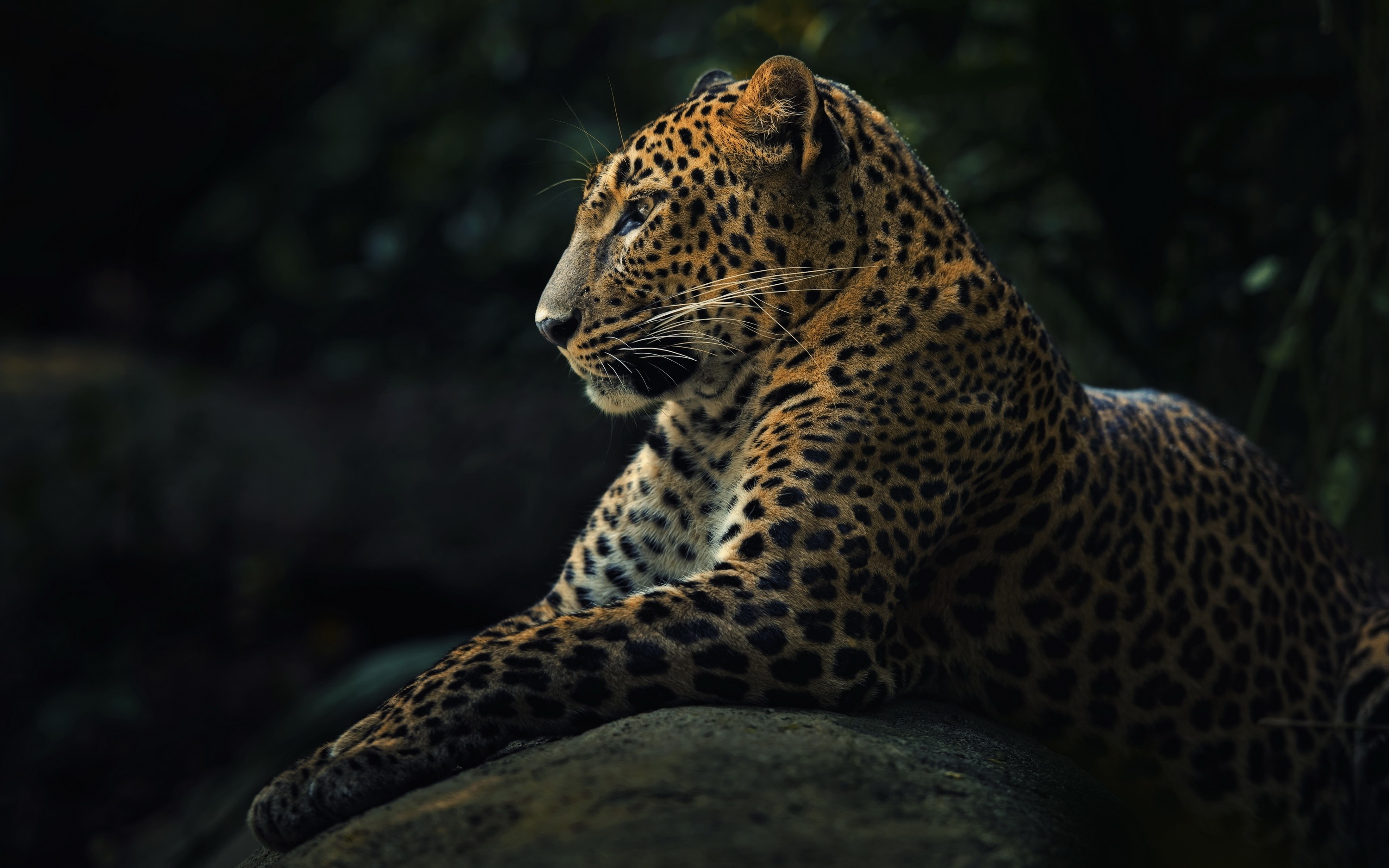 Leopard resting on a rock in a dark forest HD Wallpaper