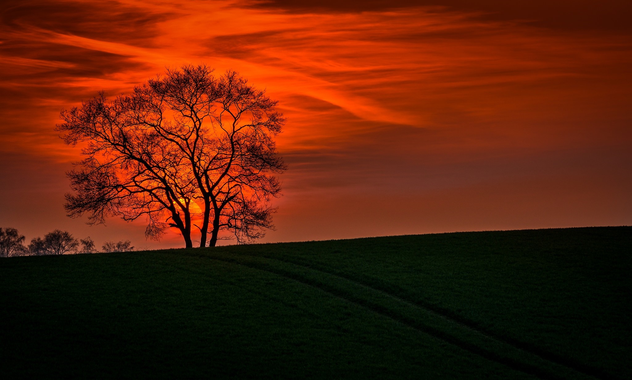 Silhouette of a tree against a vibrant sunset sky HD Wallpaper