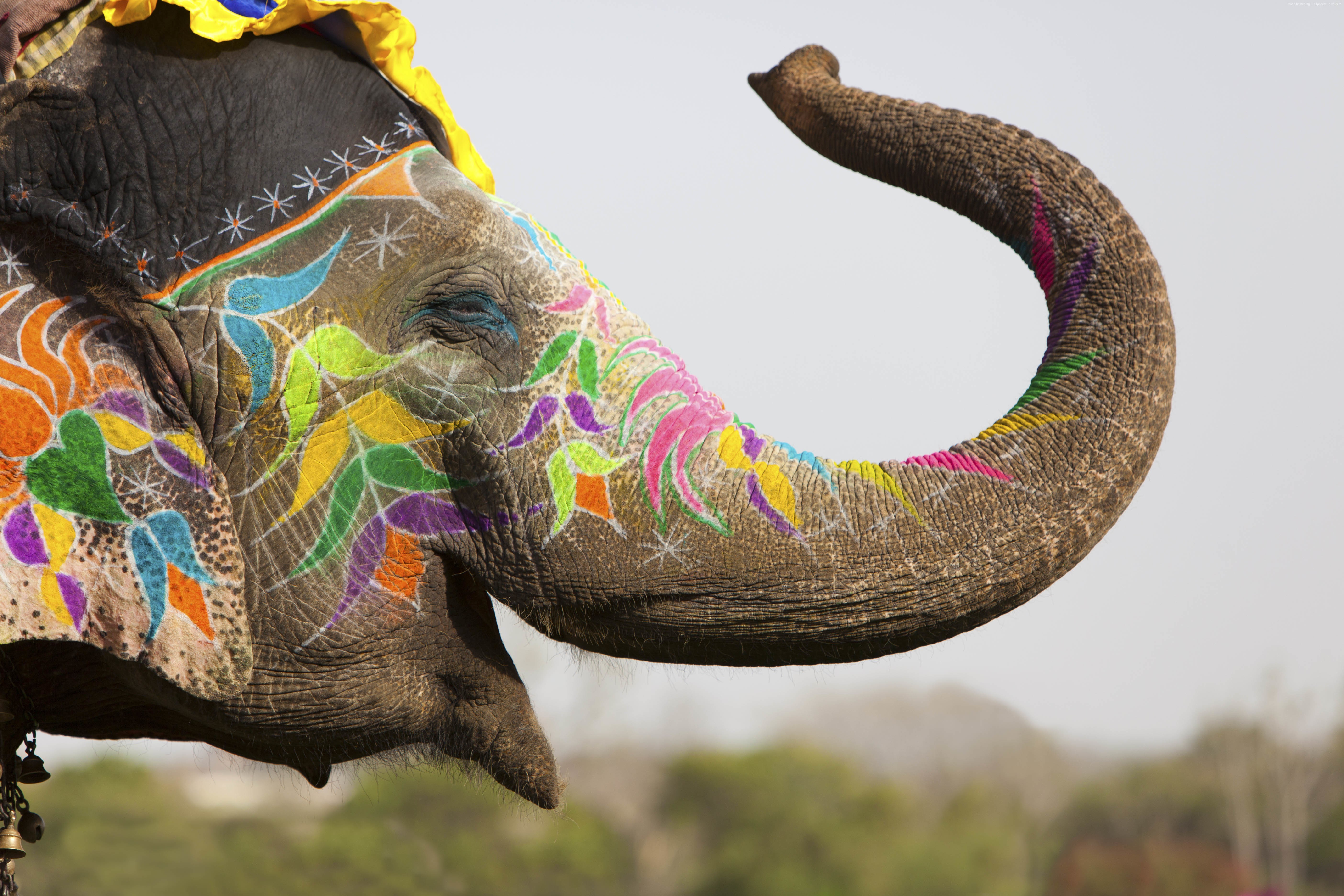 Decorated Elephant in India HD Wallpaper