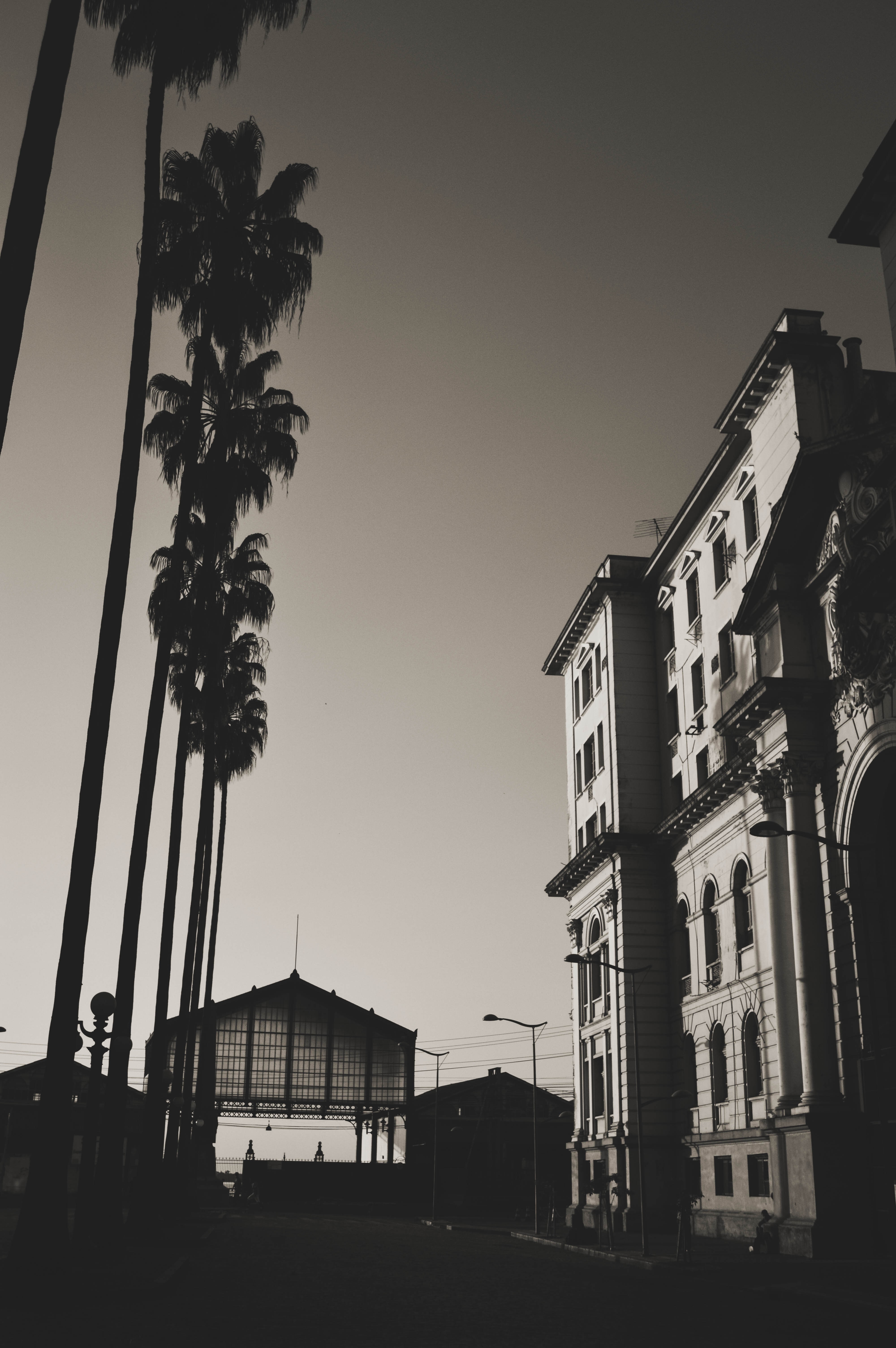 Monochrome cityscape with palm trees and buildings HD Wallpaper