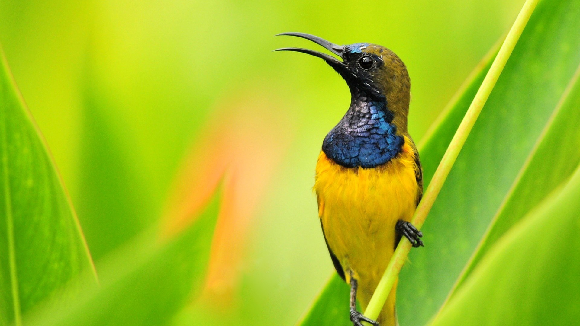 Yellow and blue bird perched on a green stem HD Wallpaper