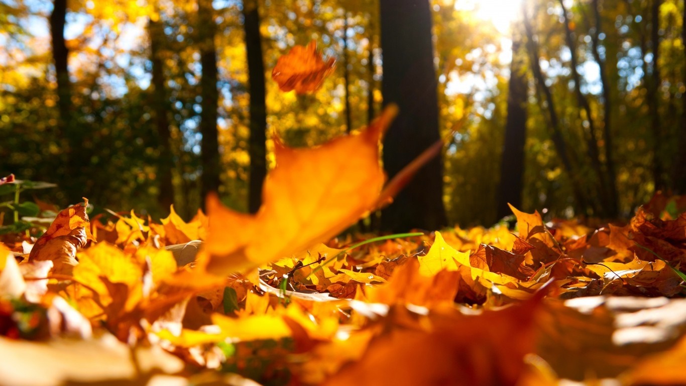 Autumn forest floor with falling leaves in sunlight HD Wallpaper