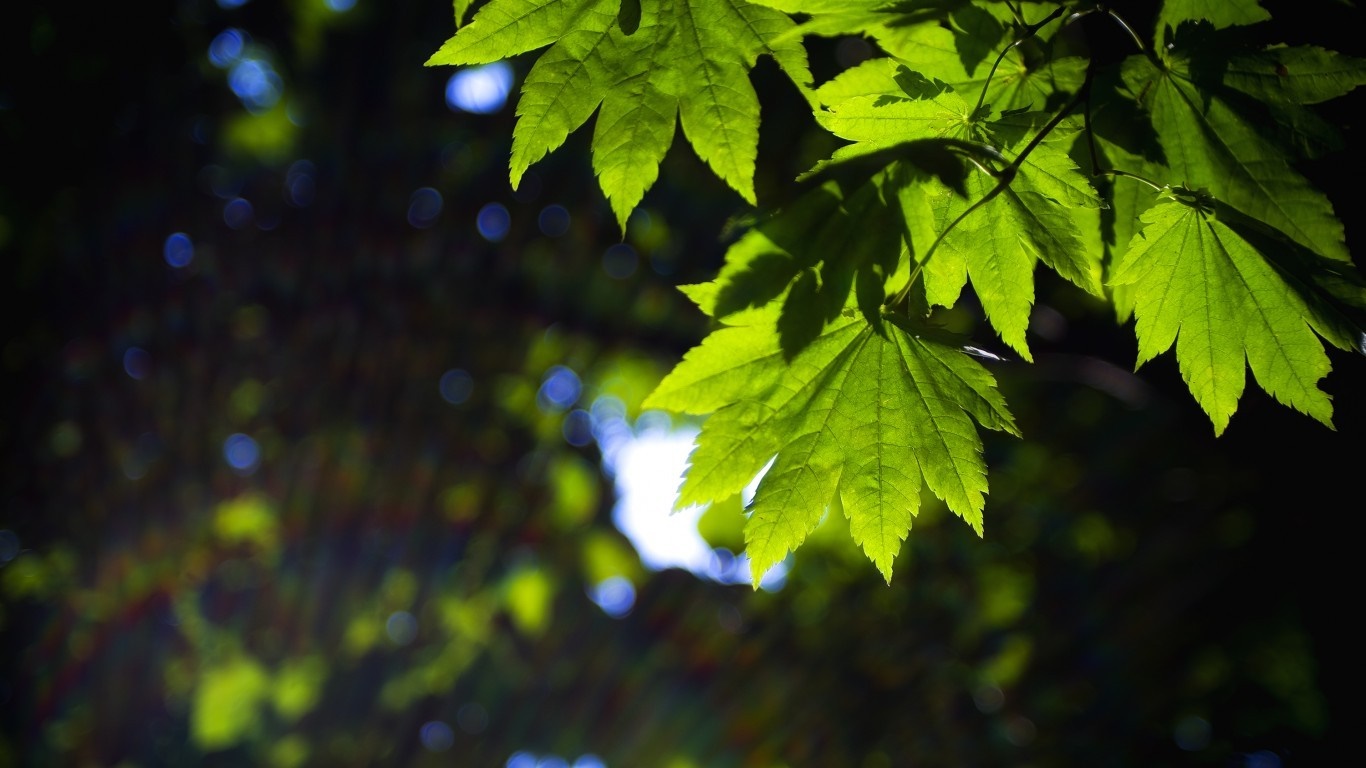 Sunlight filtering through green maple leaves in a forest HD Wallpaper