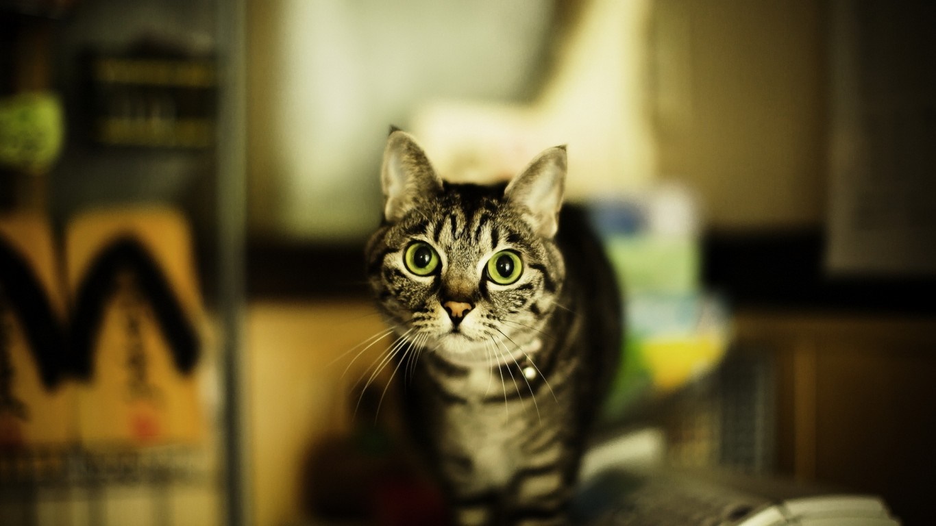 Tabby cat with green eyes looking at the camera HD Wallpaper