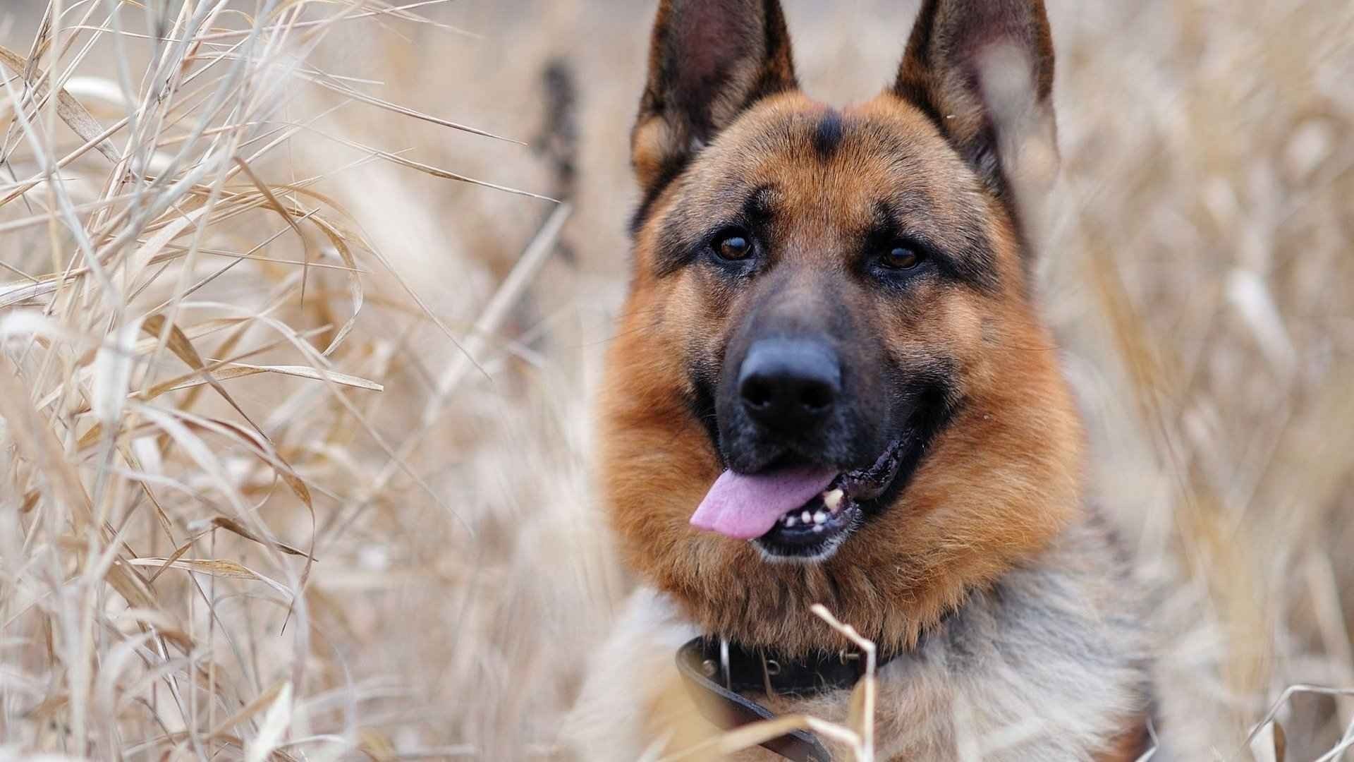 Majestic German Shepherd in Natural Setting HD Wallpaper
