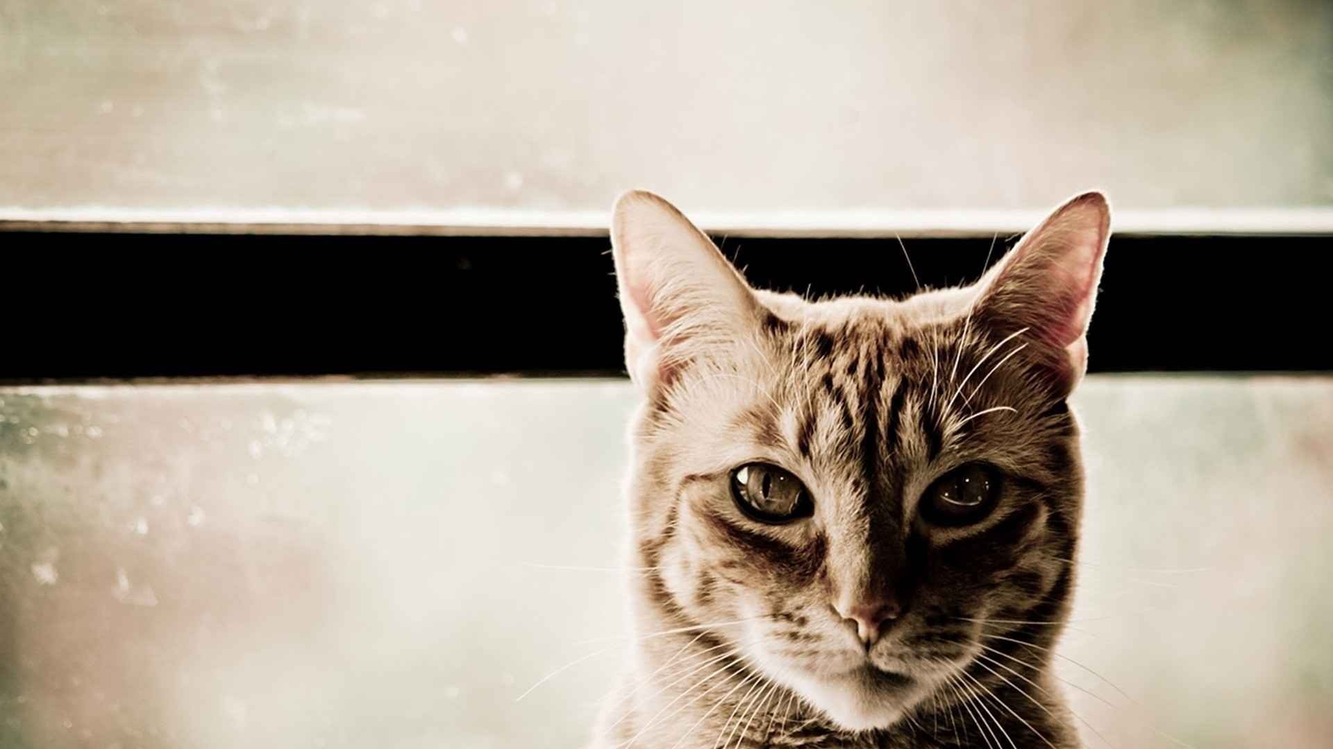 Close up of a tabby cat's face HD Wallpaper