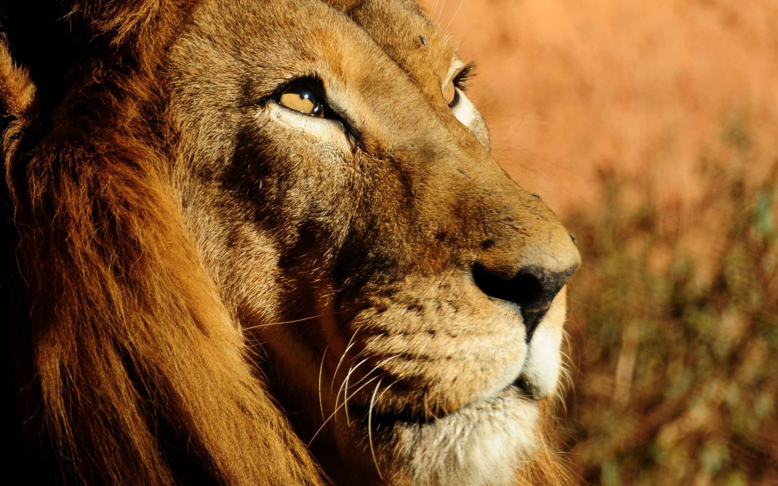 Close up of a male lion's face HD Wallpaper