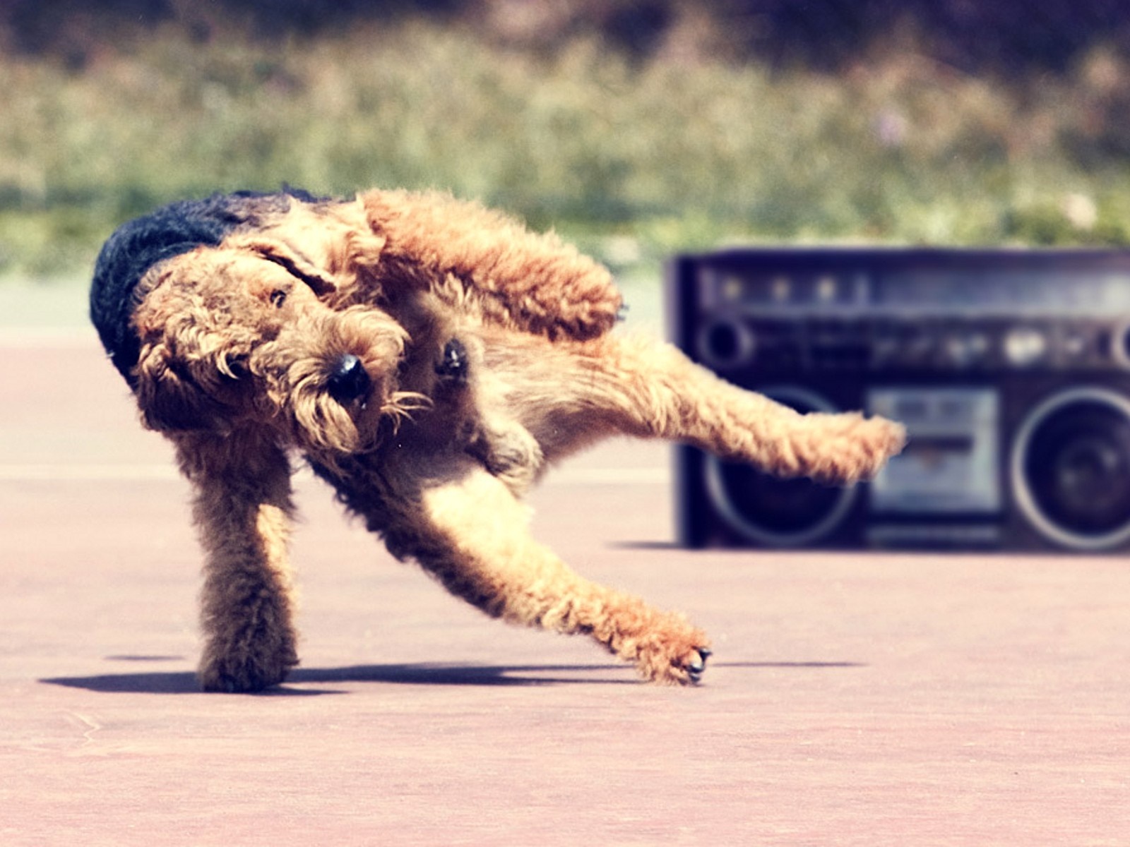 Airedale Terrier dog dancing next to a boombox HD Wallpaper