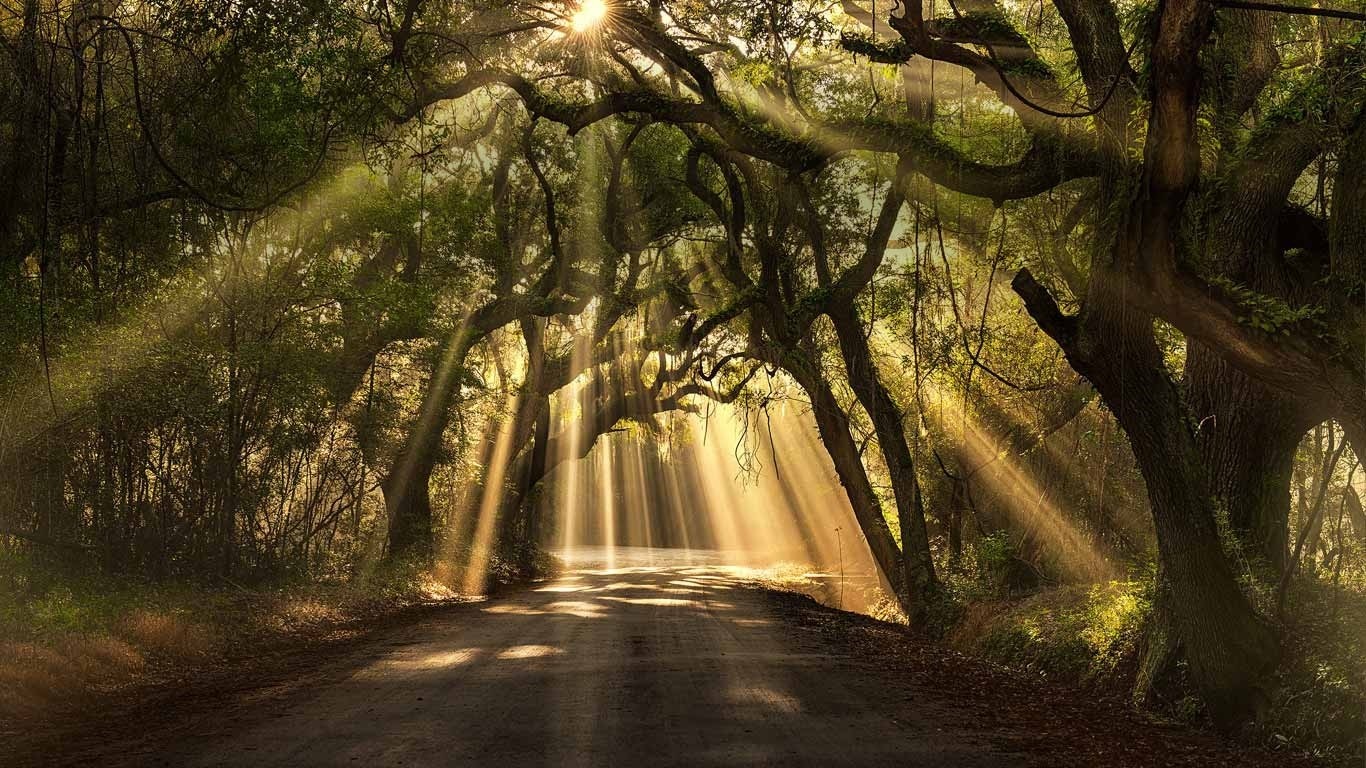 Sun rays filtering through oak trees onto a dirt road HD Wallpaper