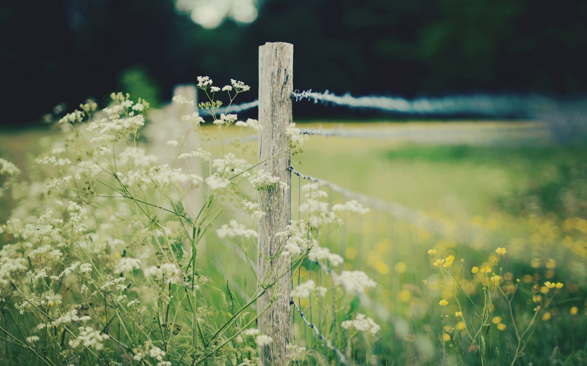 Wooden fence post with white flowers in a meadow HD Wallpaper