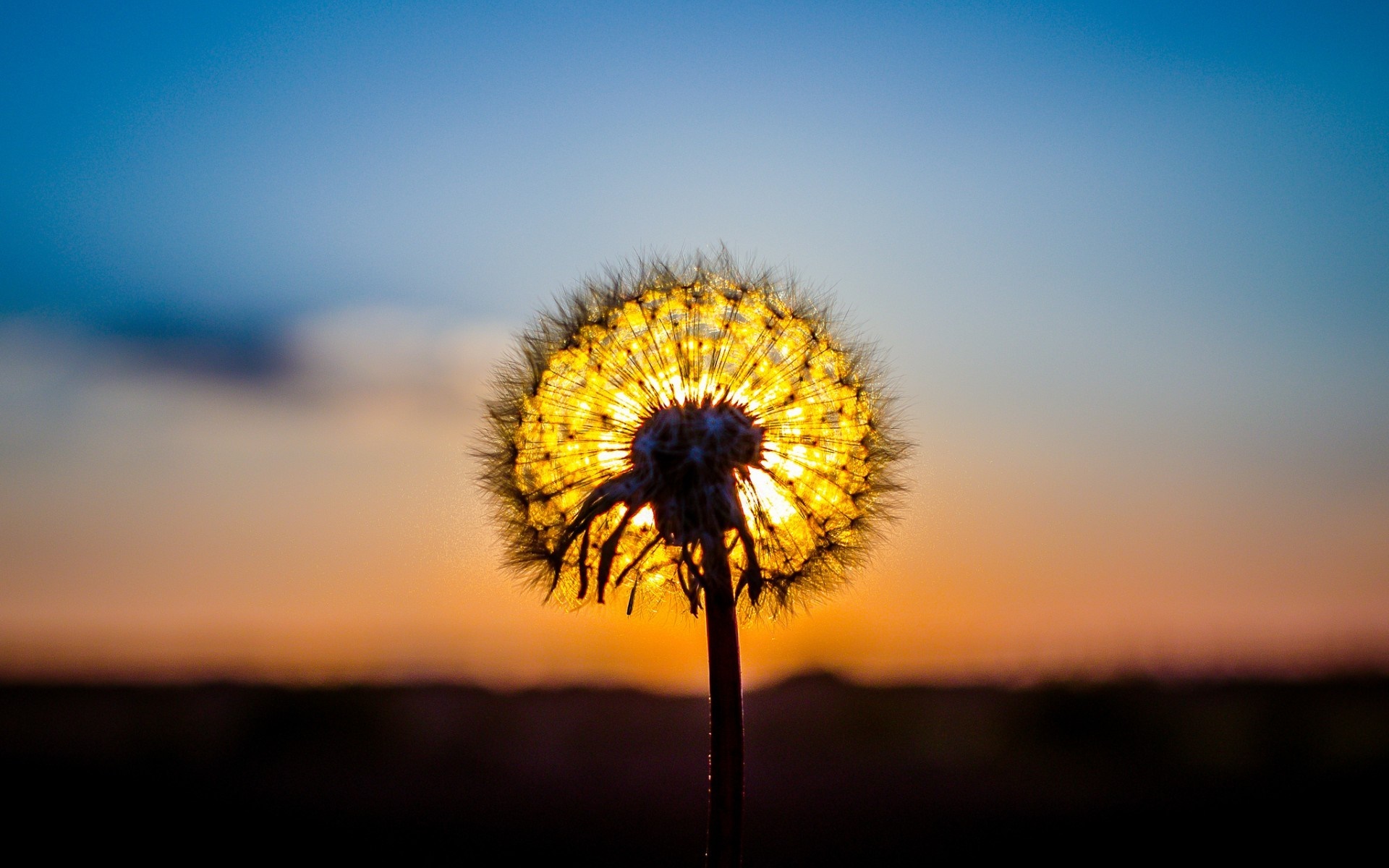 Dandelion silhouetted against a sunset sky HD Wallpaper