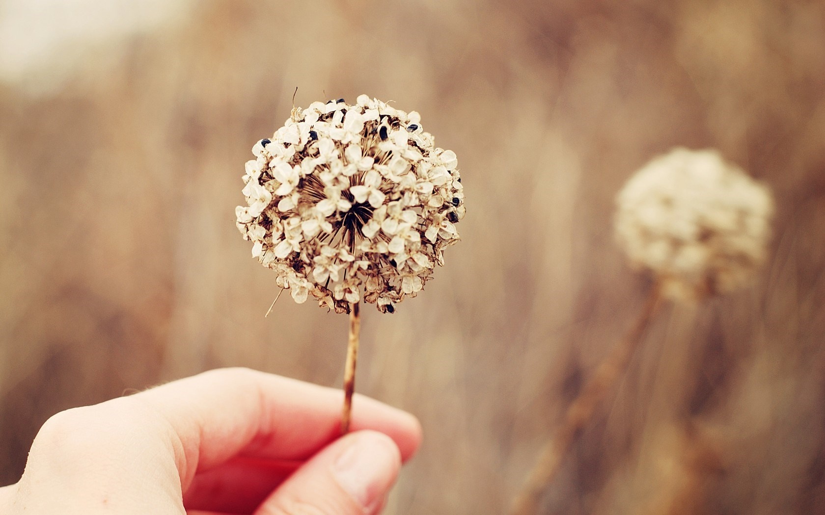 Hand holding dried flower with bokeh background HD Wallpaper