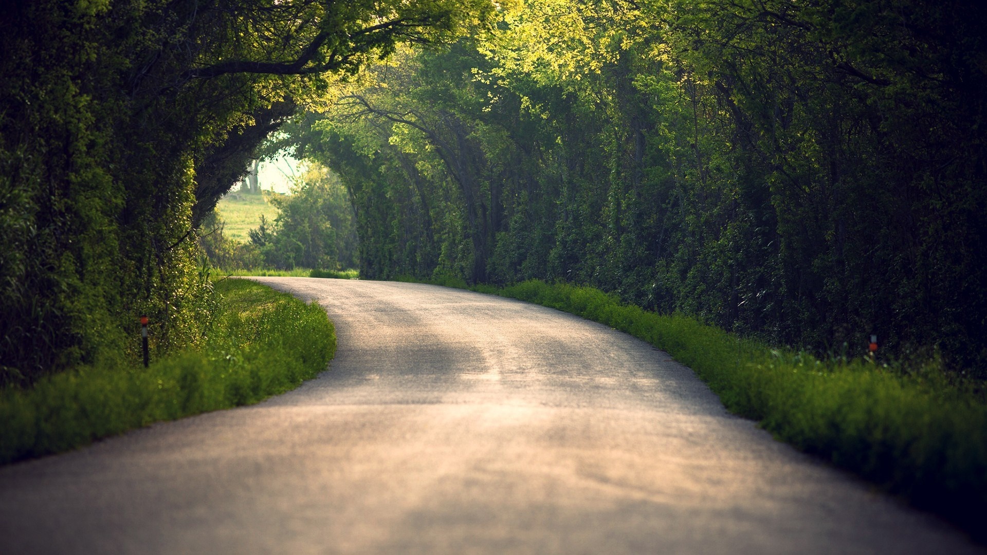 Sunlight filtering through trees onto a winding road HD Wallpaper