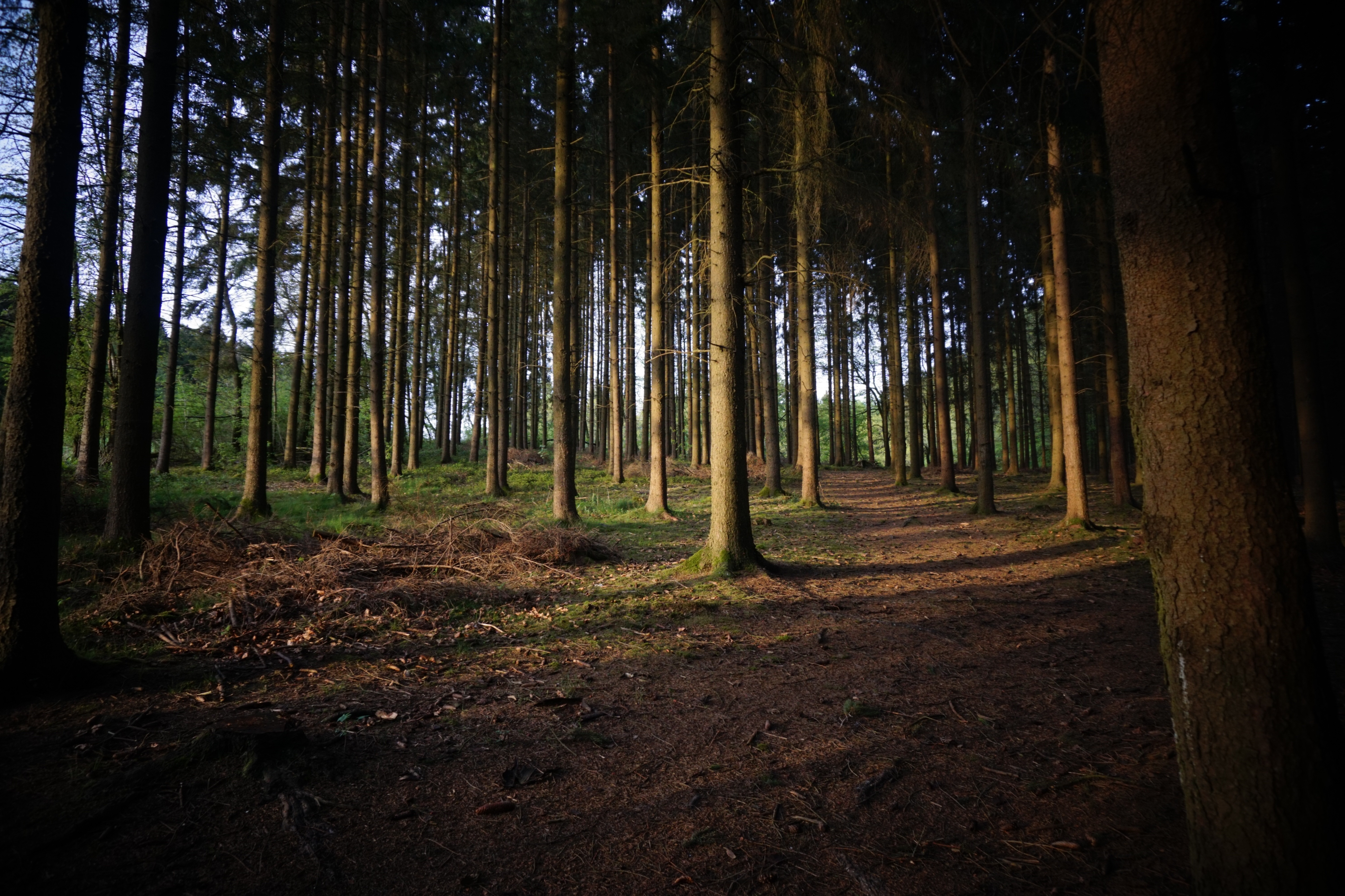 Sunlight filtering through a dense forest path HD Wallpaper
