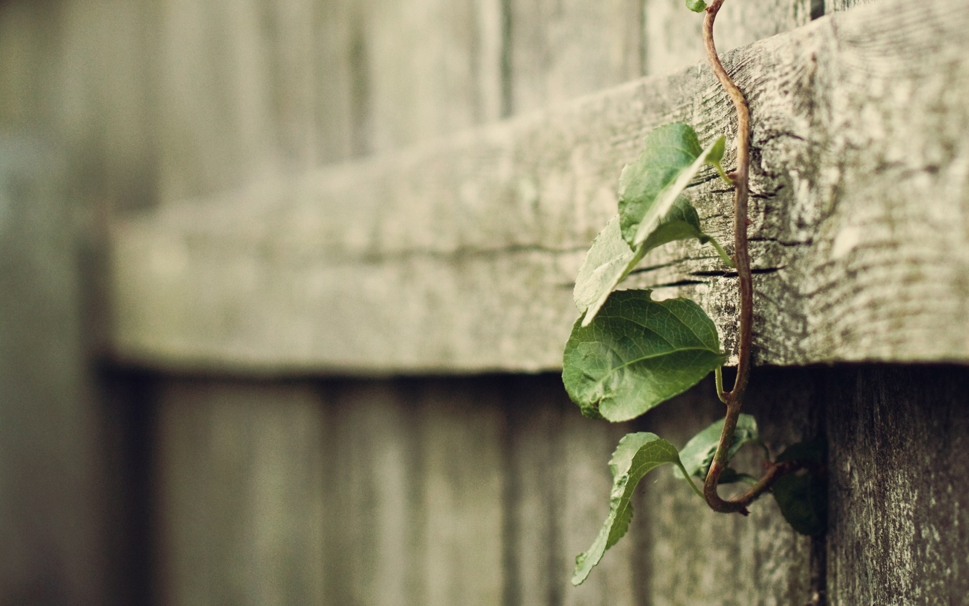 Vine with green leaves on a wooden fence HD Wallpaper