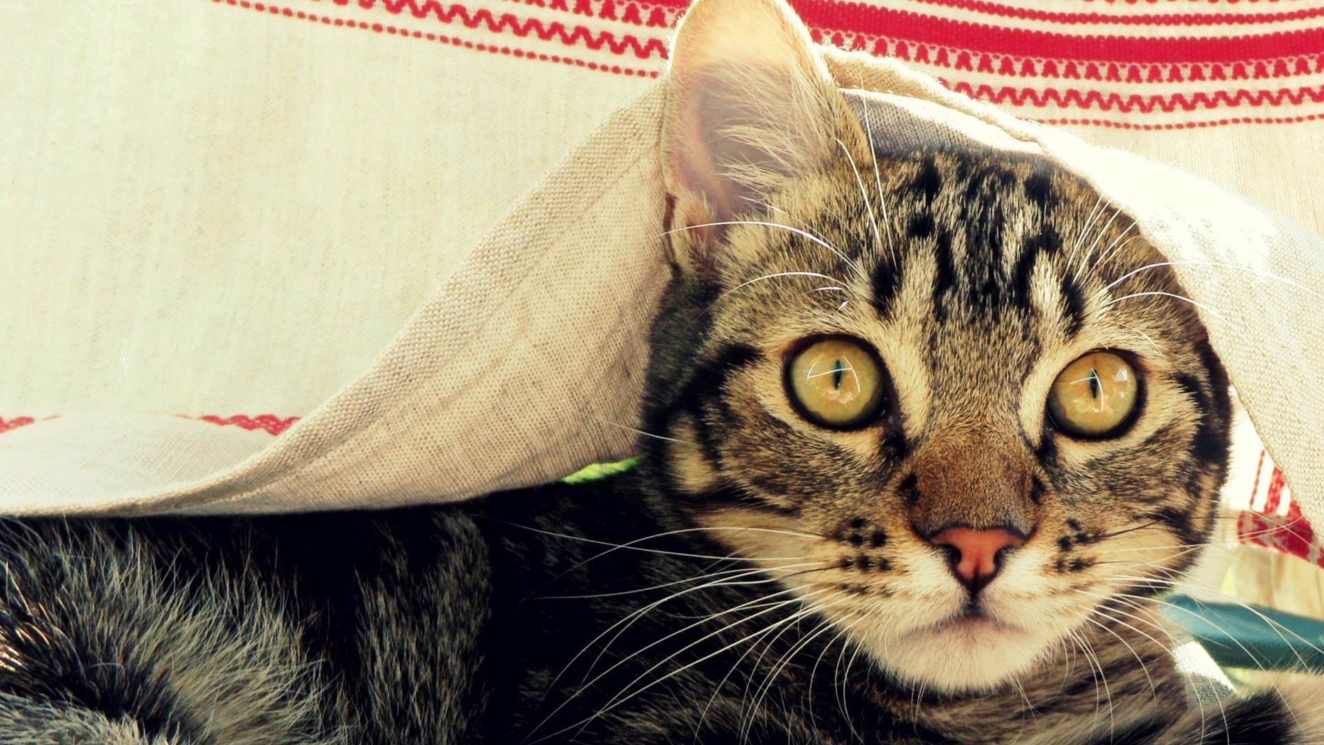 Close up of a tabby cat peeking from under a cloth HD Wallpaper