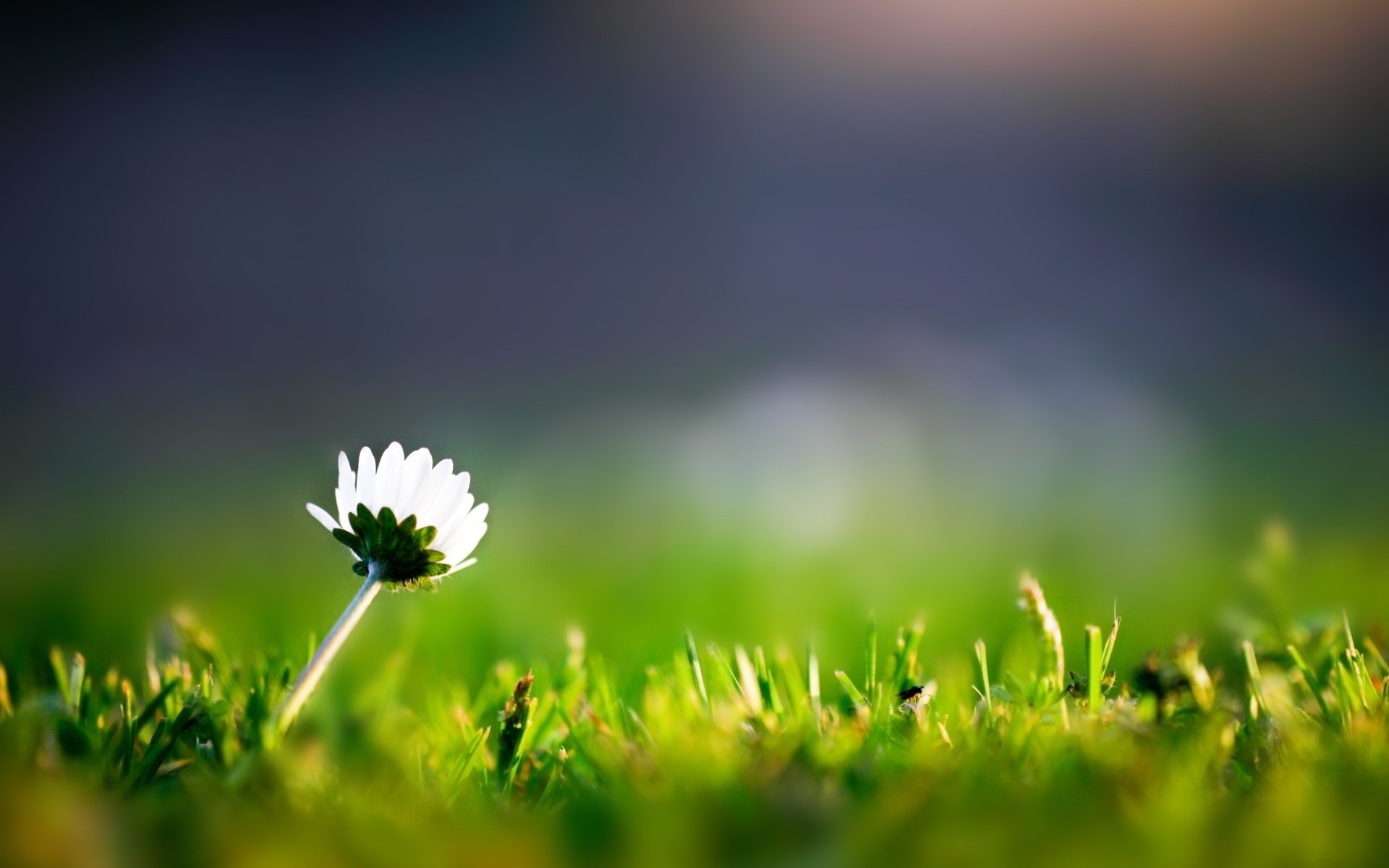 Single White Daisy in Sunlit Green Field HD Wallpaper