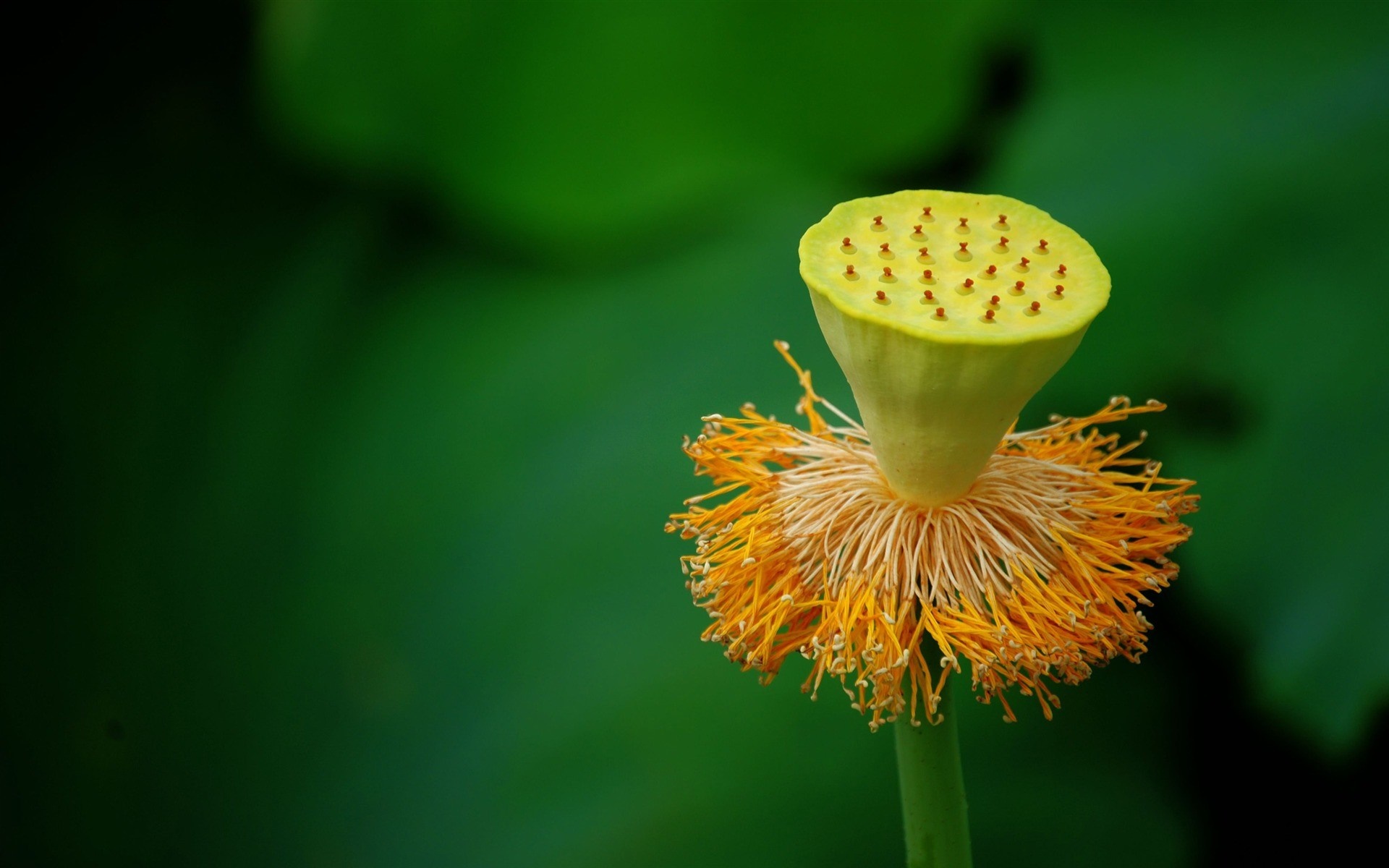 Close-up of a lotus seed head with yellow stamens HD Wallpaper